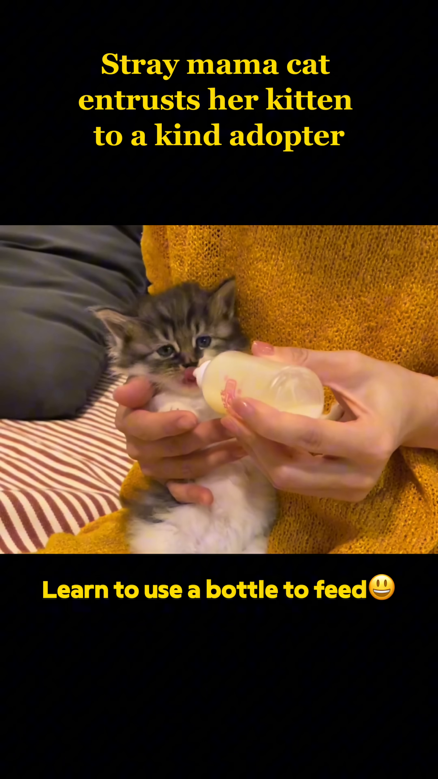 A kitten is being fed milk from a bottle, looking more comfortable.