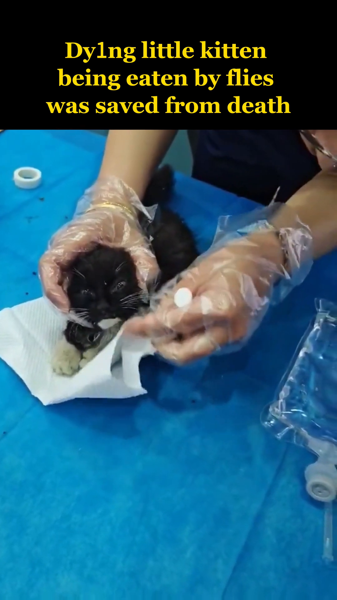 Close-up of hands in gloves using a syringe to gently feed or medicate the kitten.