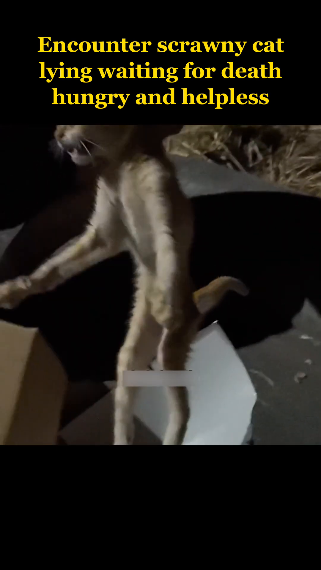 The rescuer is carefully picking up the cat.