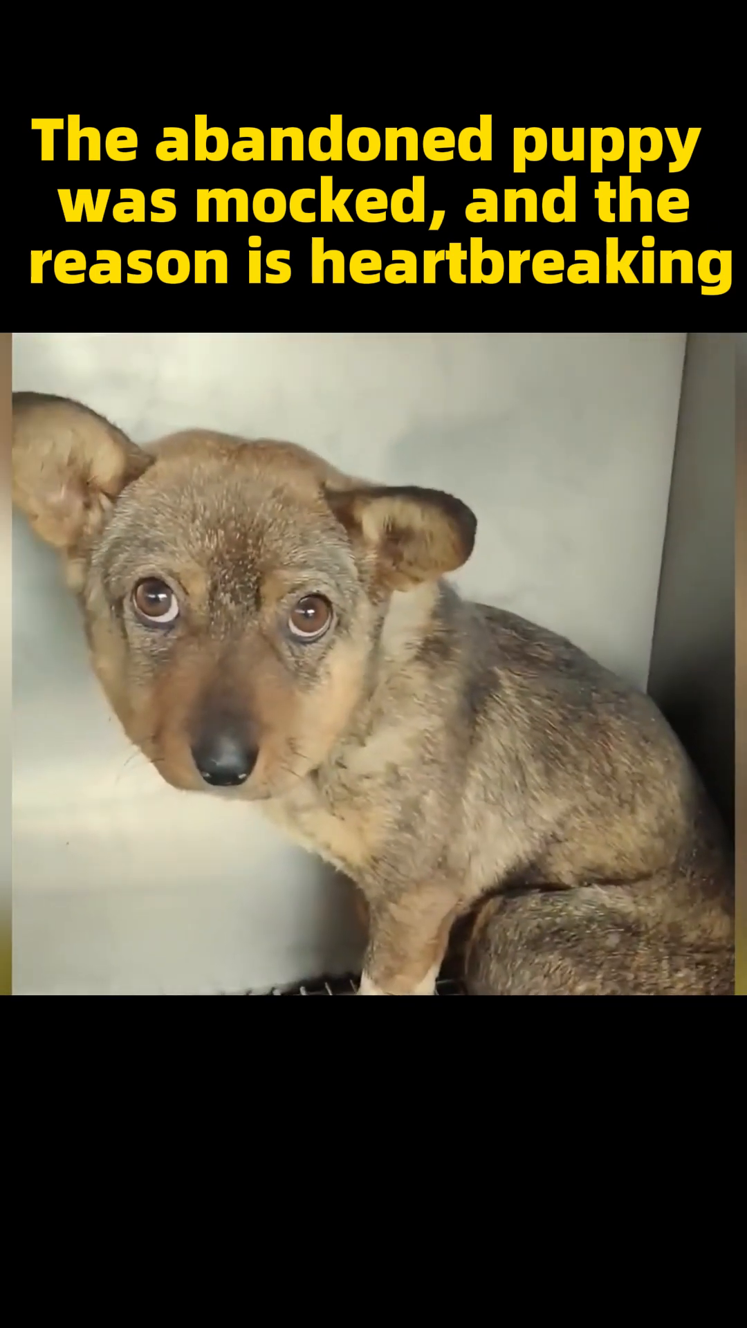 A person gently pets the puppy, who looks up with a slightly more trusting expression.