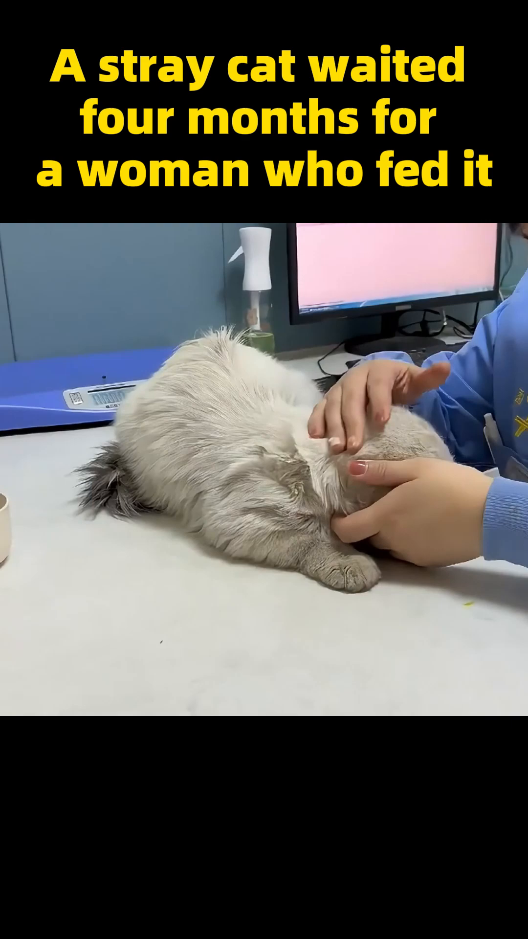 A person combs the fur of a clean, white cat.