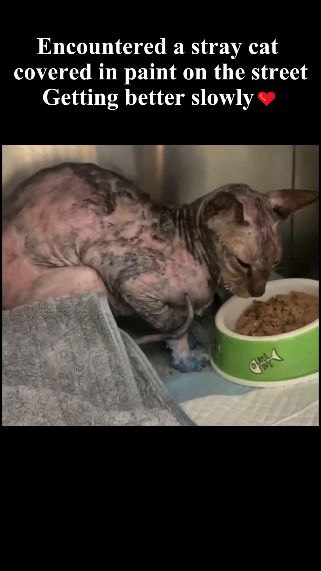 The cat, mostly shaved and very thin, eating from a bowl in a cage.