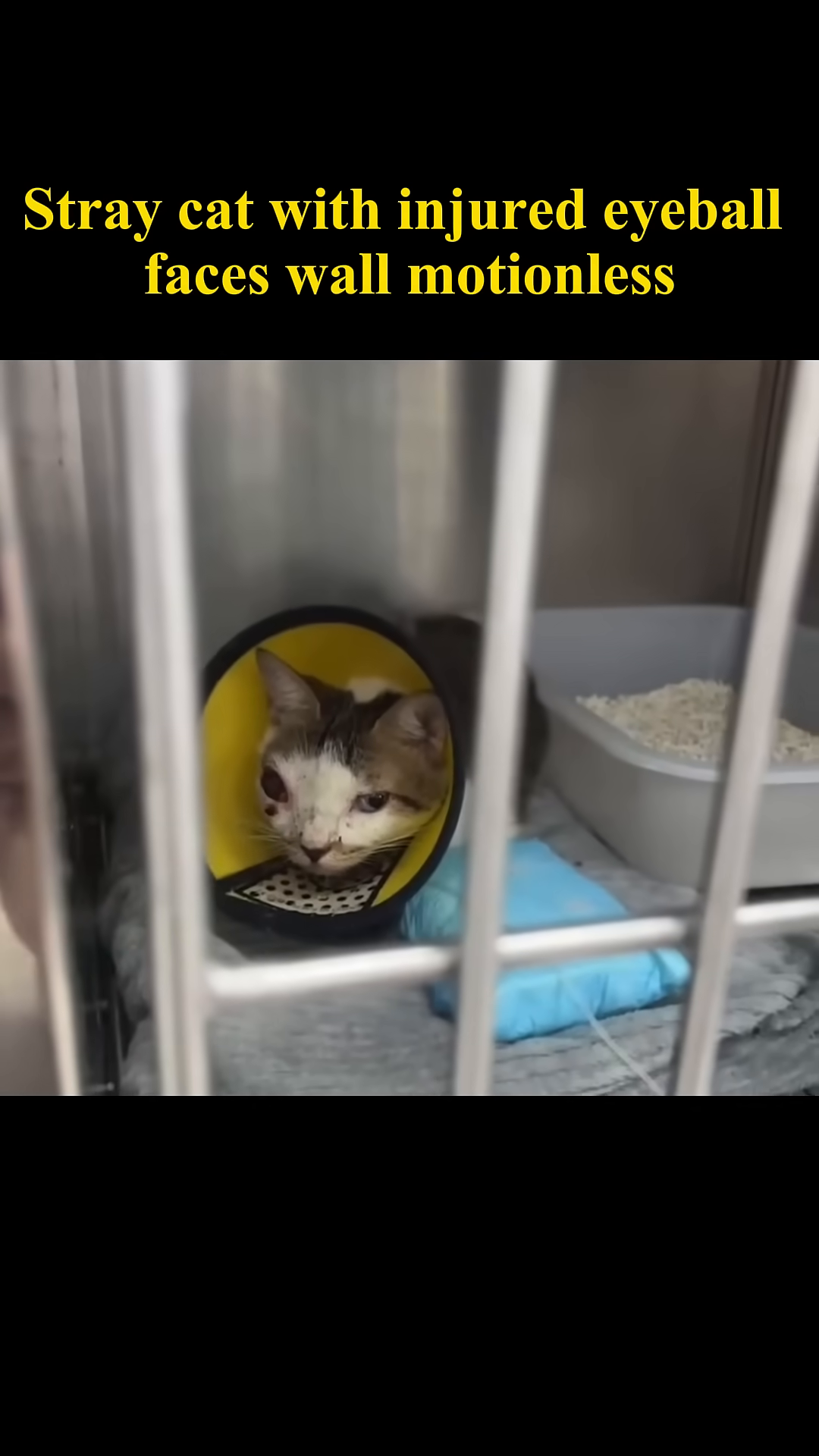 The cat, wearing a yellow cone, rests in a cage, with an IV line attached to its paw, indicating medical treatment.
