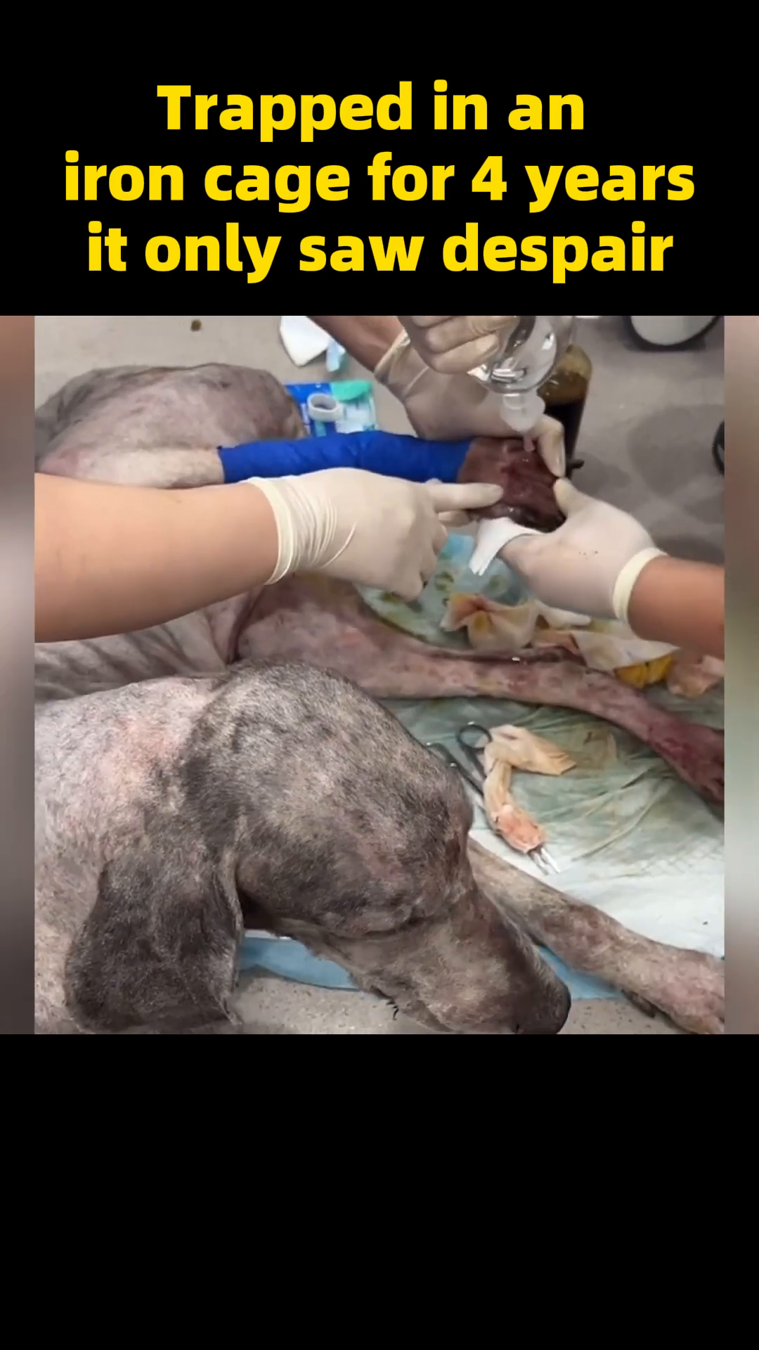 Veterinarians are shown bandaging the dog's legs, which are thin and show signs of skin issues.