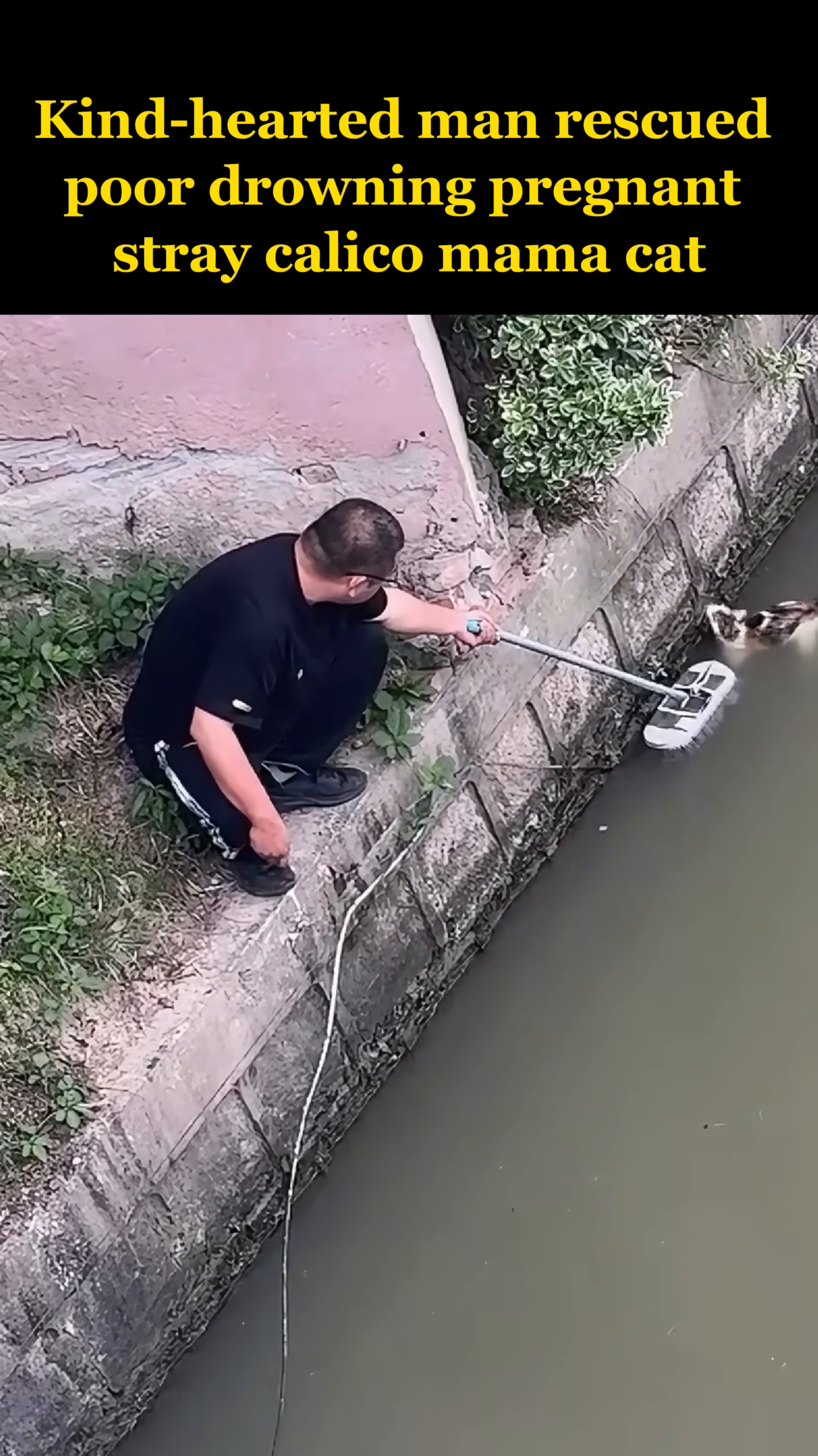 The man lifts the cat, now safely in the net, out of the water.