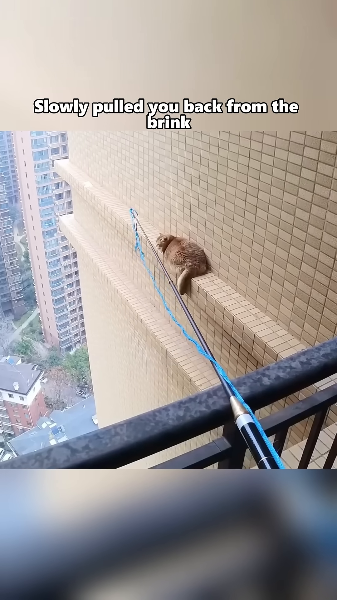 The cat is being gently guided into the net by the pole.