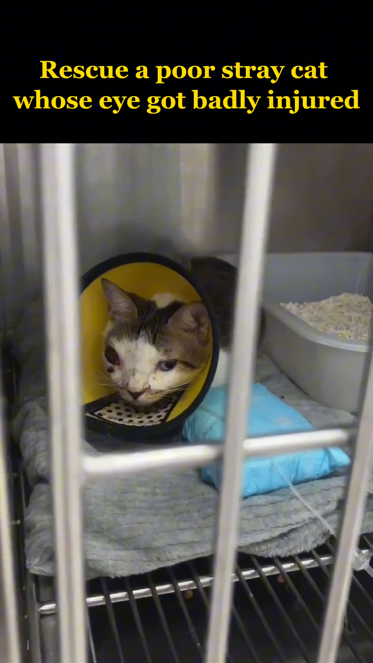 The cat wears a protective cone while resting in a clinic enclosure.