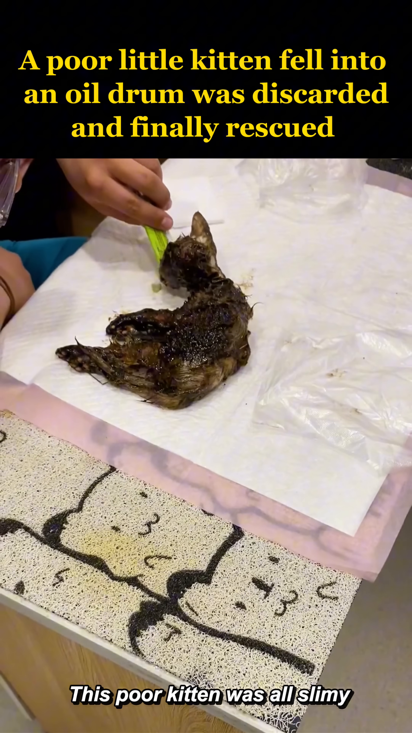 A very thin, oil-covered kitten is being offered food strips.