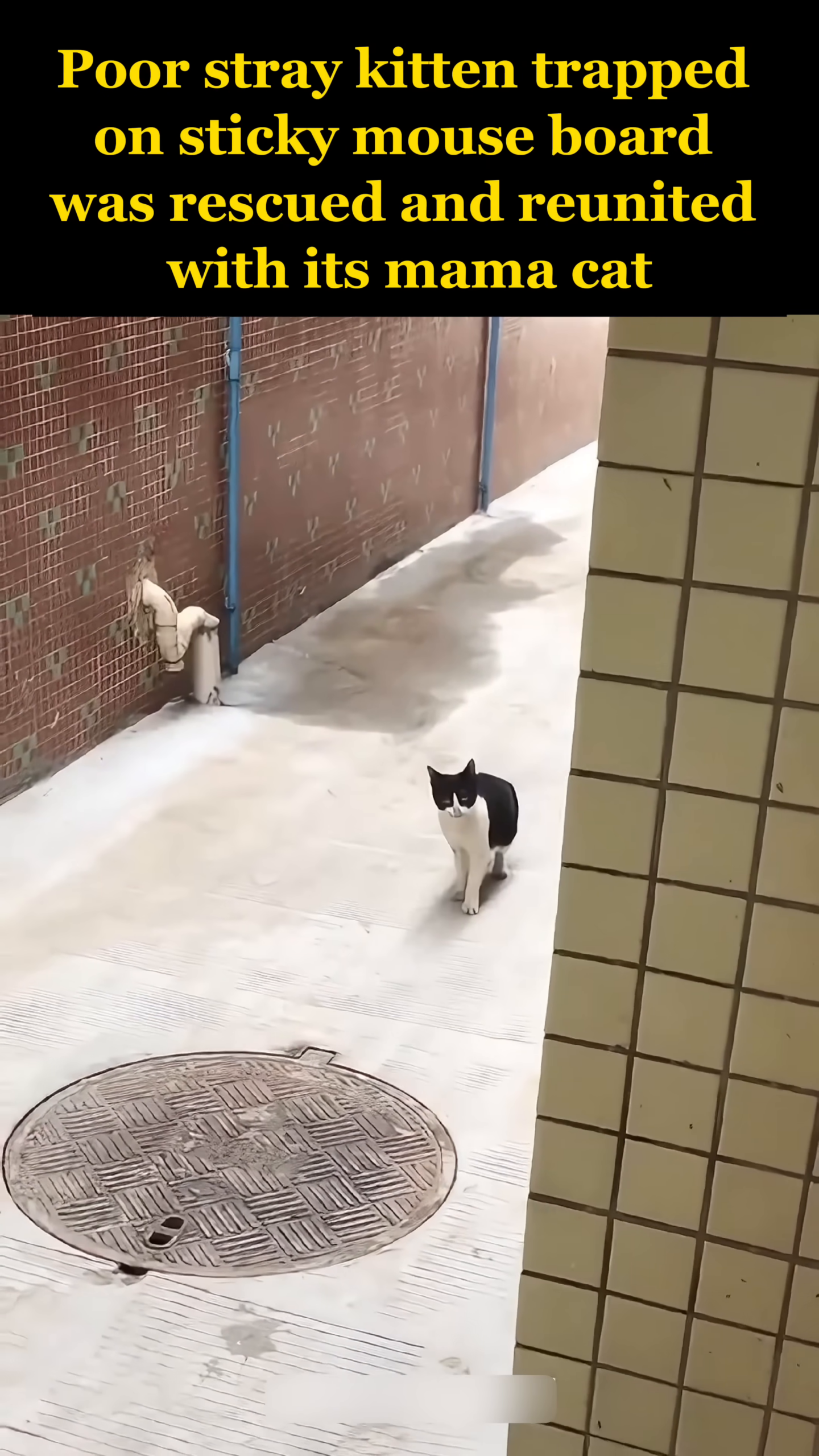 A black and white mama cat appears in the distance, meowing anxiously, searching for her lost baby.