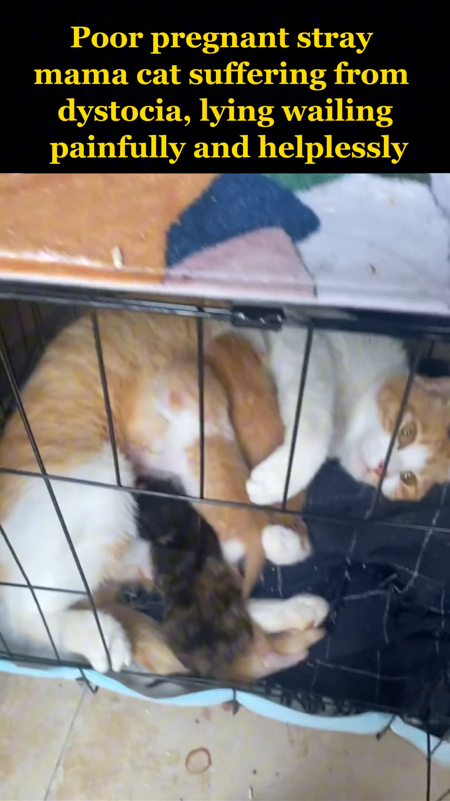 The mama cat tenderly nurses her newborn kittens inside a cage, looking calm and content.
