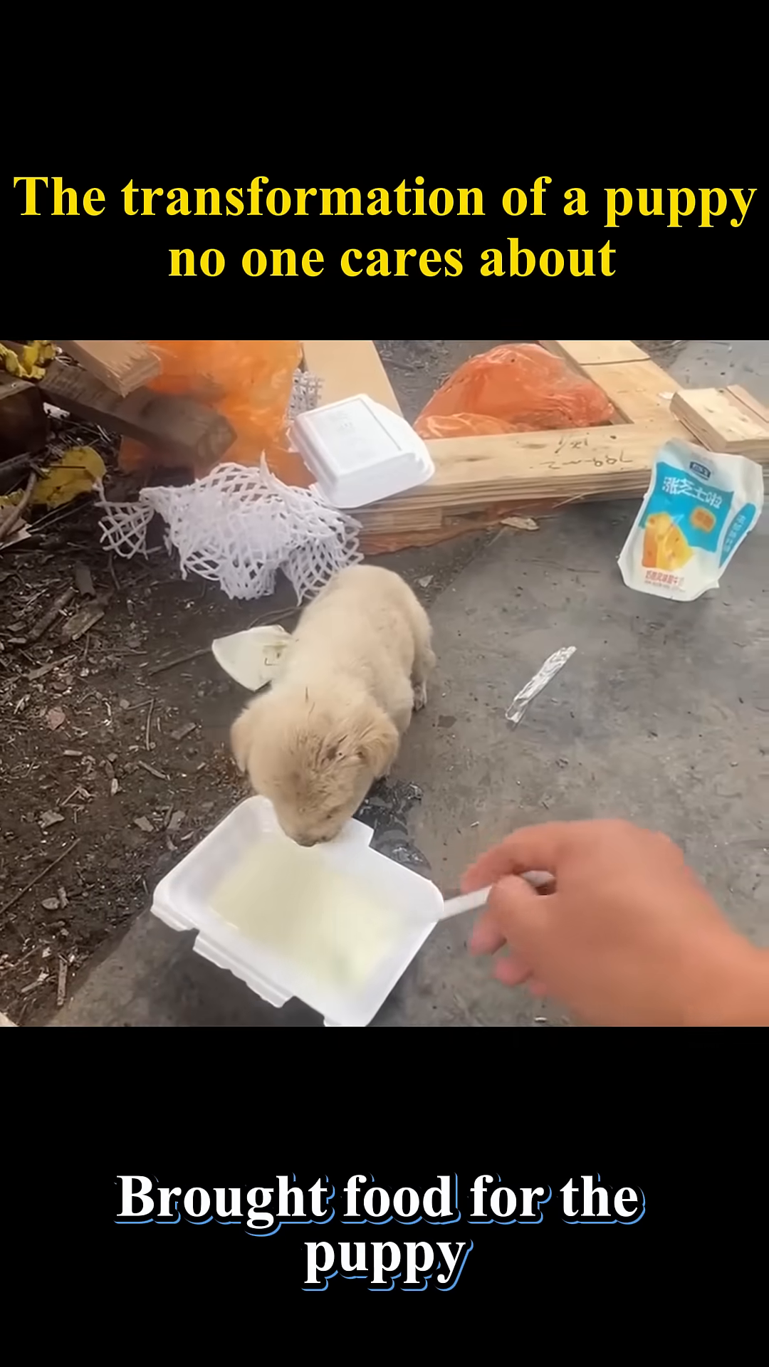 A hand offers a container of food to the puppy, who eagerly begins to eat.