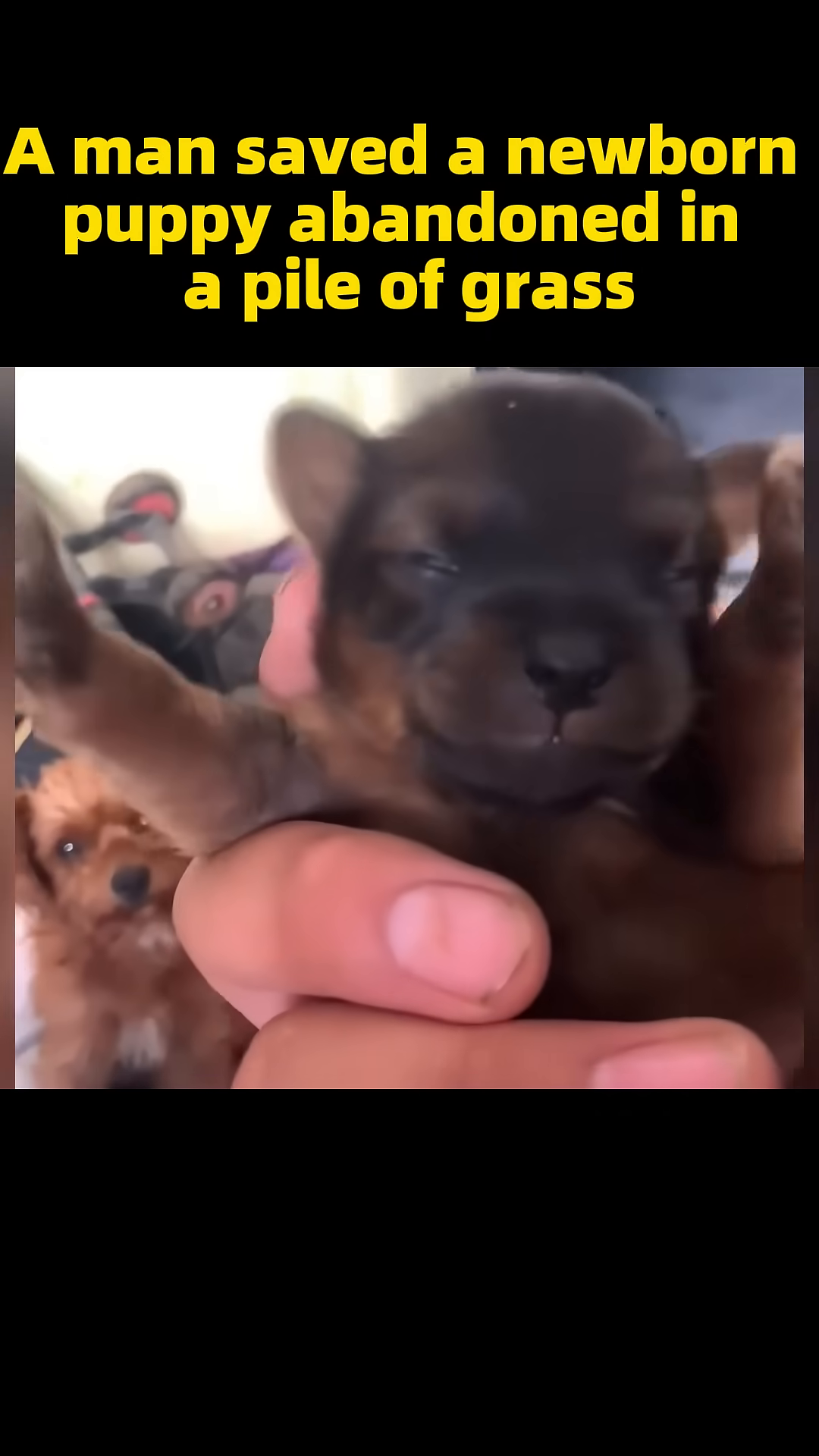 The rescued puppy, now with open eyes, looks around with a curious expression.