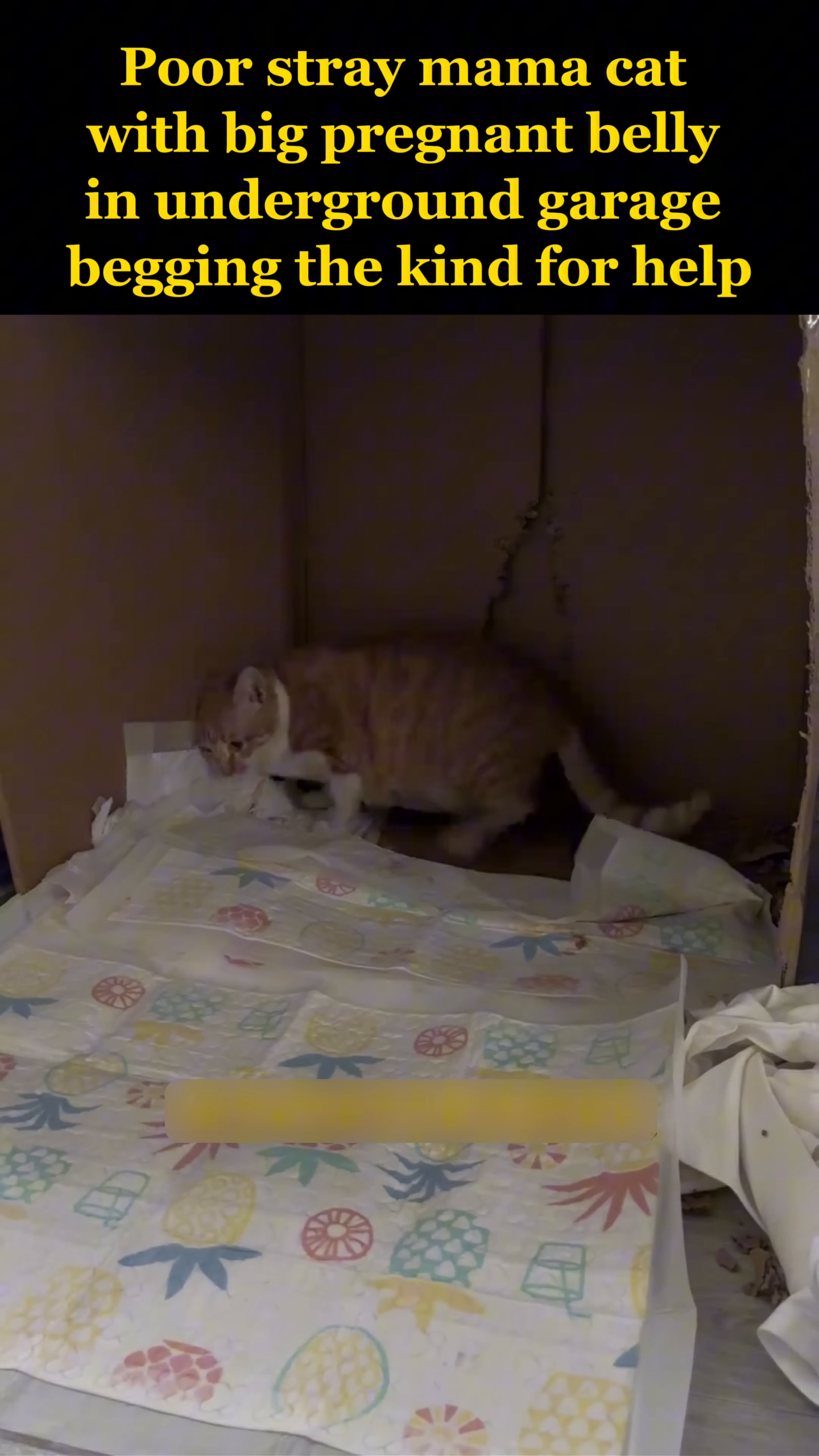 The pregnant cat meticulously prepares her birthing nest inside a cozy cardboard box.