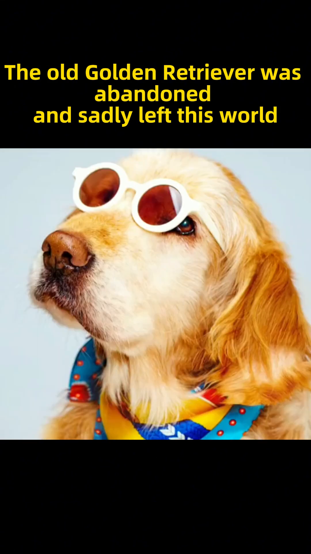 The transformed Golden Retriever happily poses with sunglasses and a bandana.