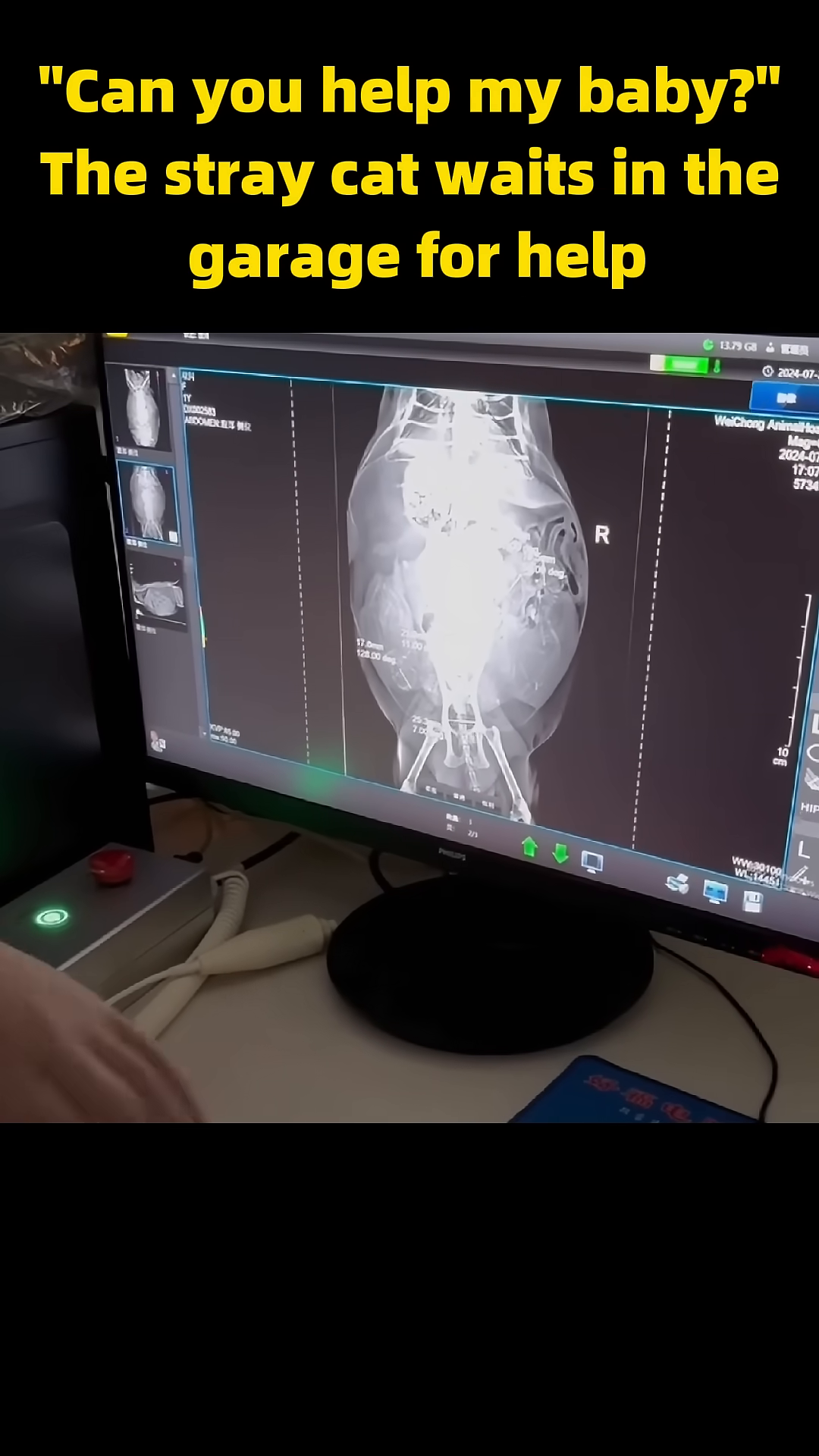 A veterinary X-ray displays the multiple tiny skeletons of unborn kittens inside the mother cat.
