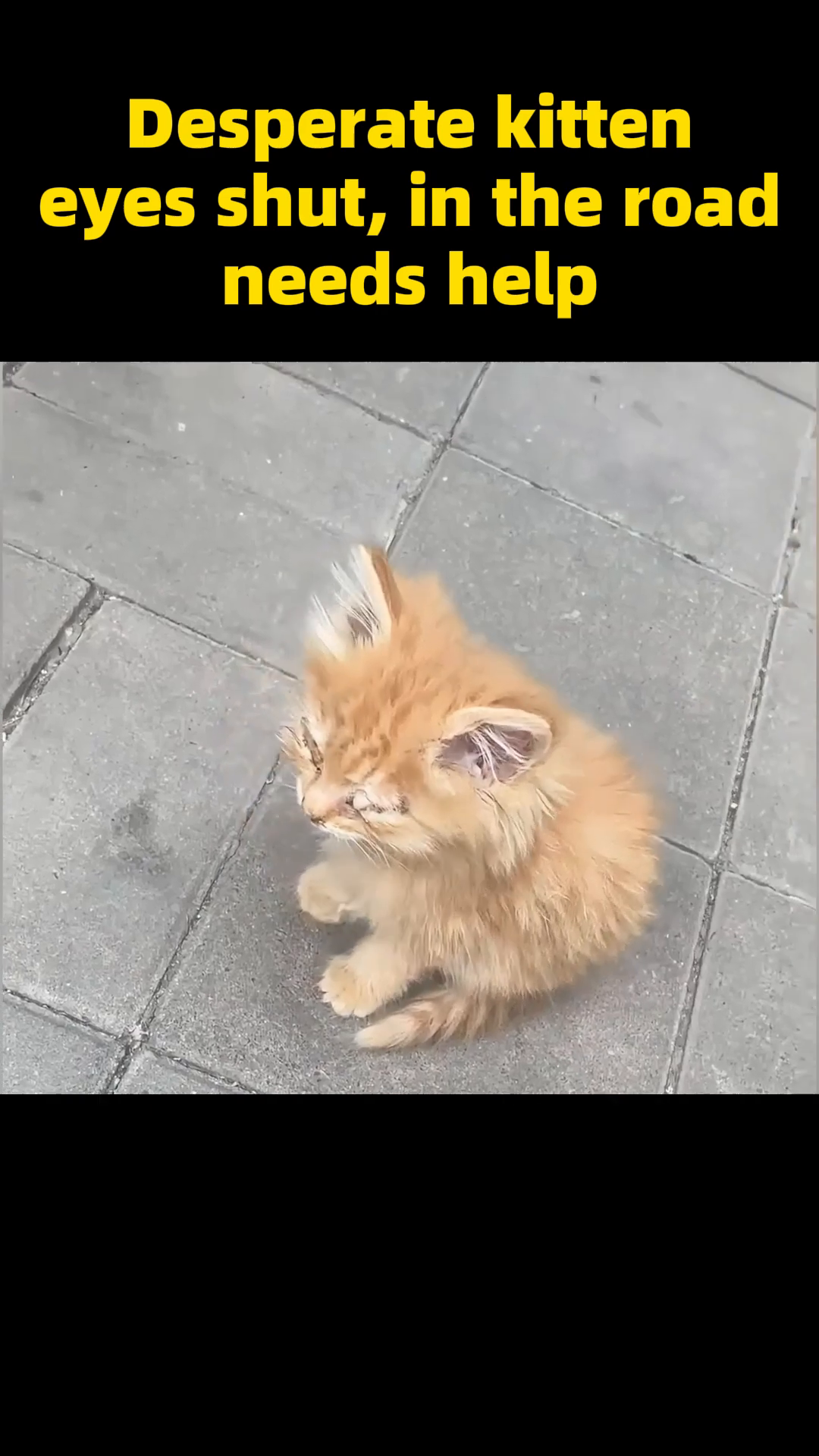 The kitten meows as its eyes are treated, but they are visibly beginning to open.