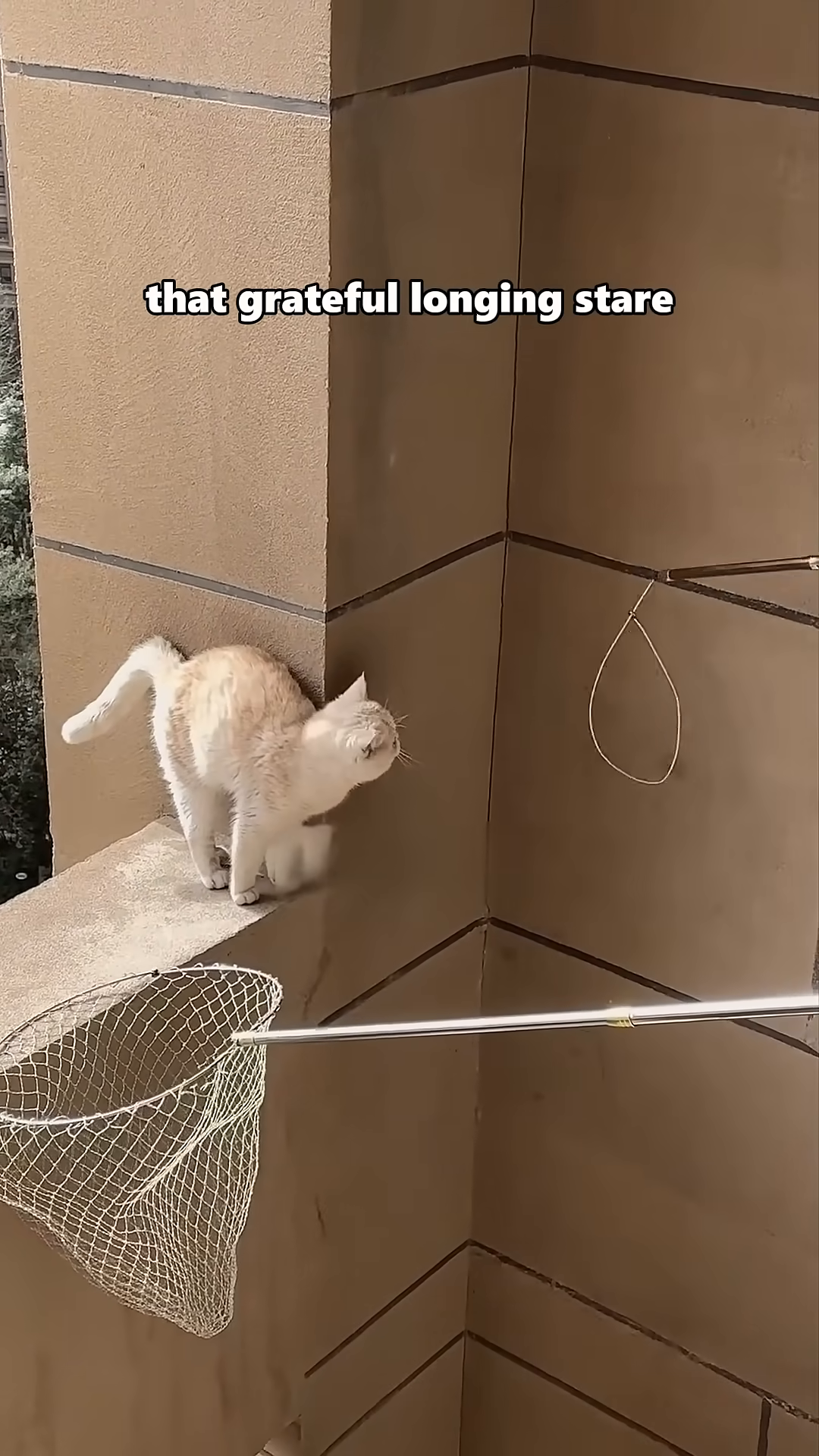 The cat, now in a carrier, hungrily eats from a can of food, showing her starvation and relief.
