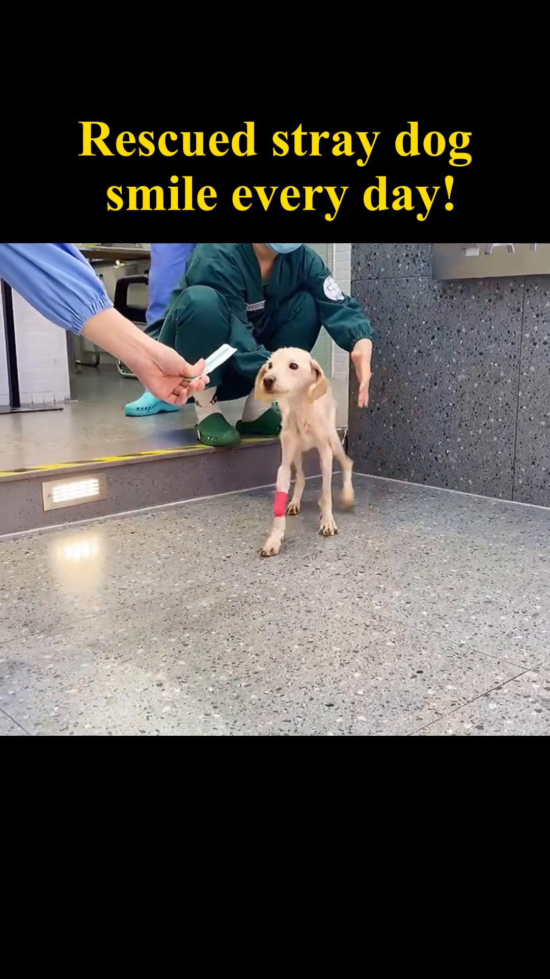 The dog taking its first wobbly steps, showing signs of recovery.