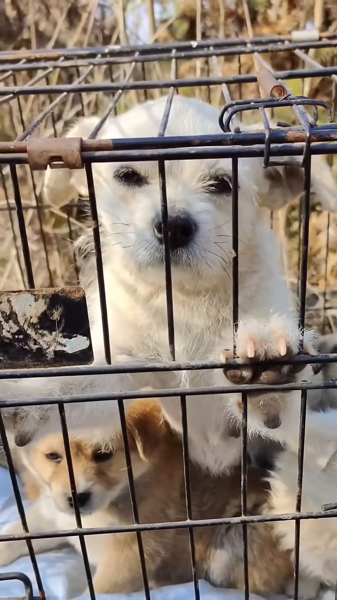 The mother dog and her puppies are safely inside a metal cage.
