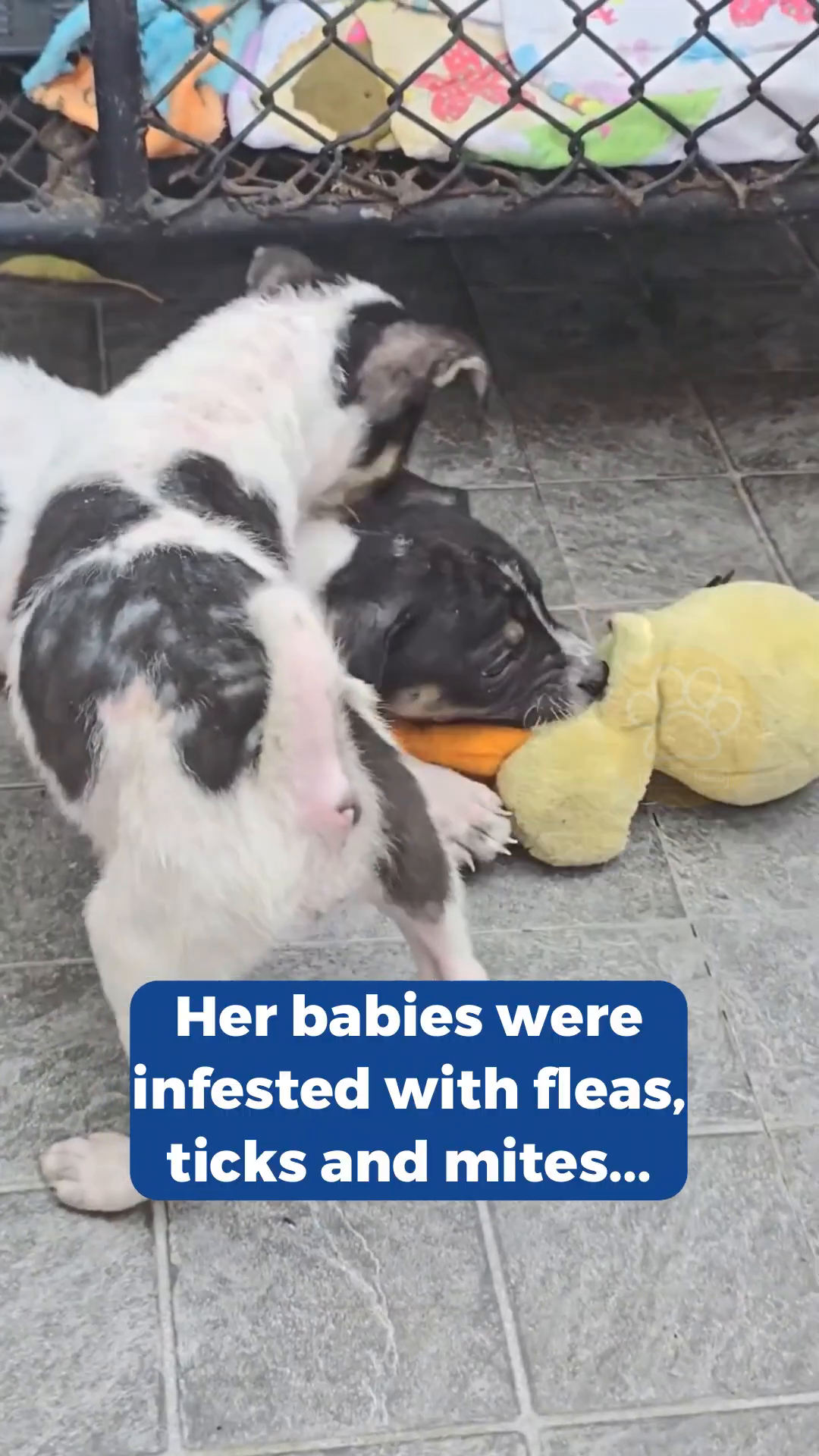 Puppies playing with a toy, unaware of their previous suffering.