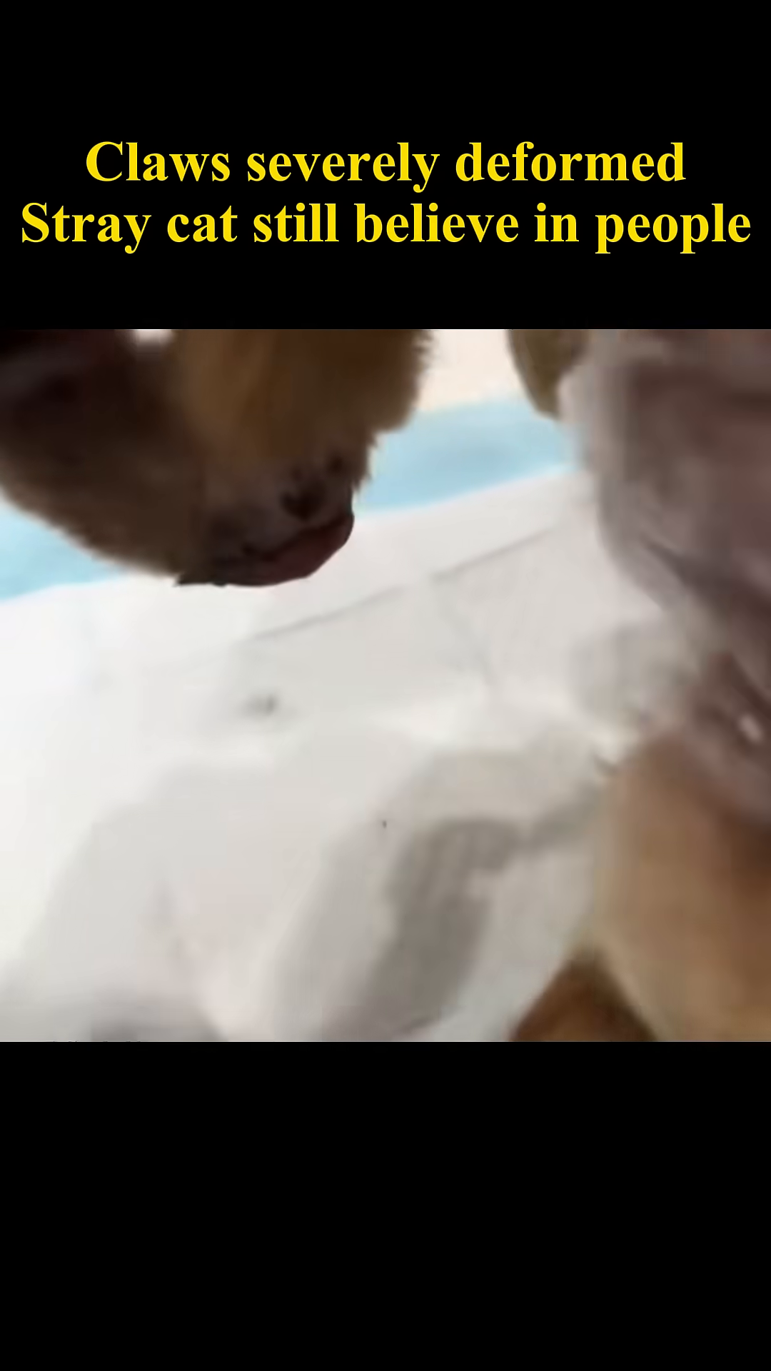 A hand gently pets the cat's head, eliciting a trusting response.
