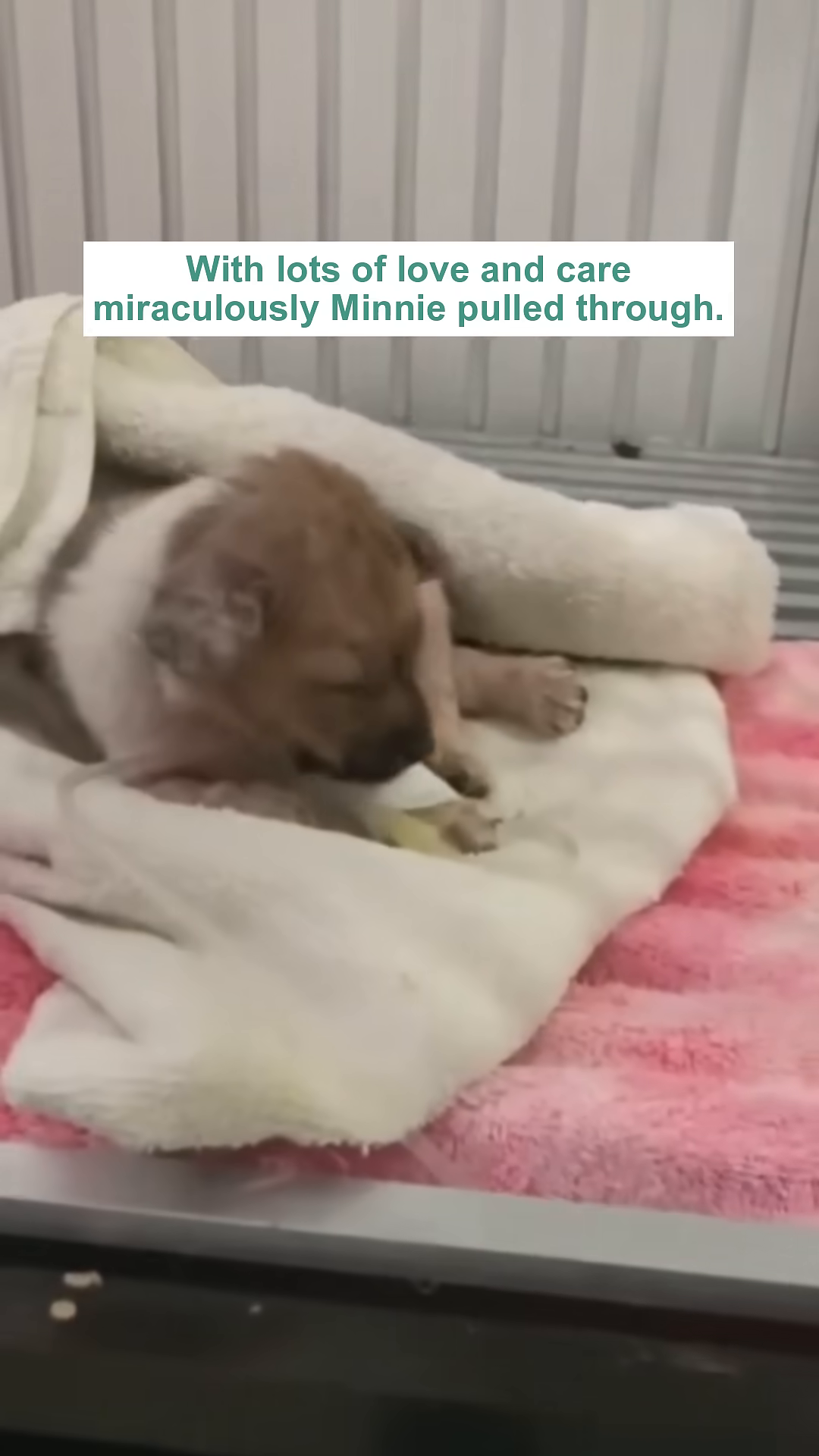 The puppy is resting comfortably, wrapped in white and pink blankets.