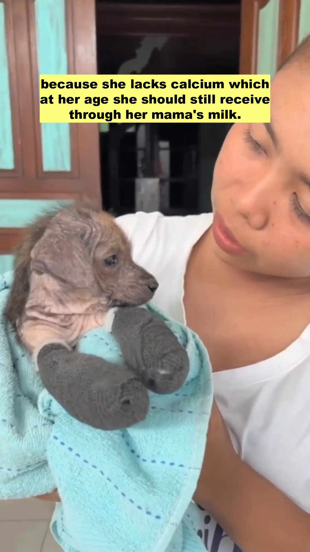 Tiny Lulu with her front legs wrapped in bandages, looking more stable.