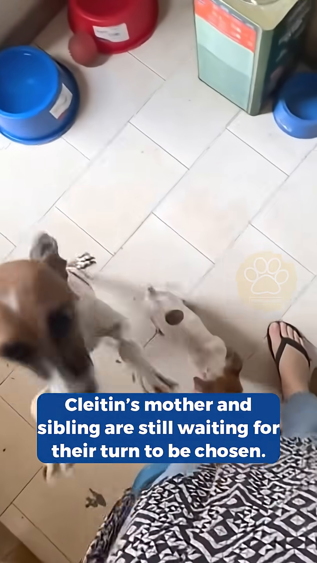 Cleitin, now healthy and happy, plays in a comfortable home environment.