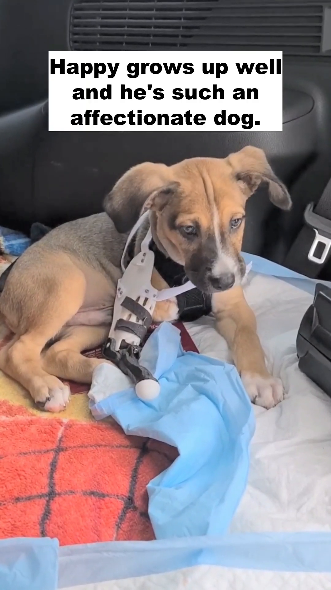 A puppy sits with a white and black prosthetic brace attached to its front leg.