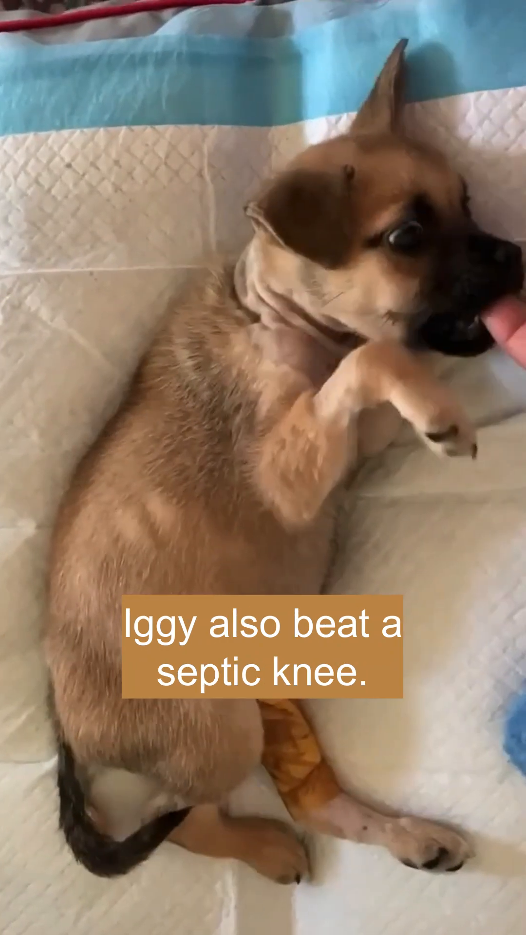 Little Iggy resting, with a bandage on her leg.