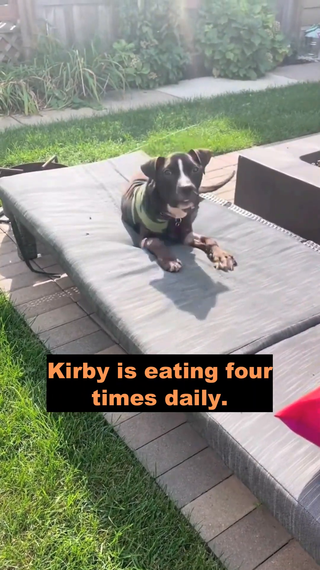 Kirby, wearing a camouflage-patterned shirt, lies on a patio lounger, looking alert.