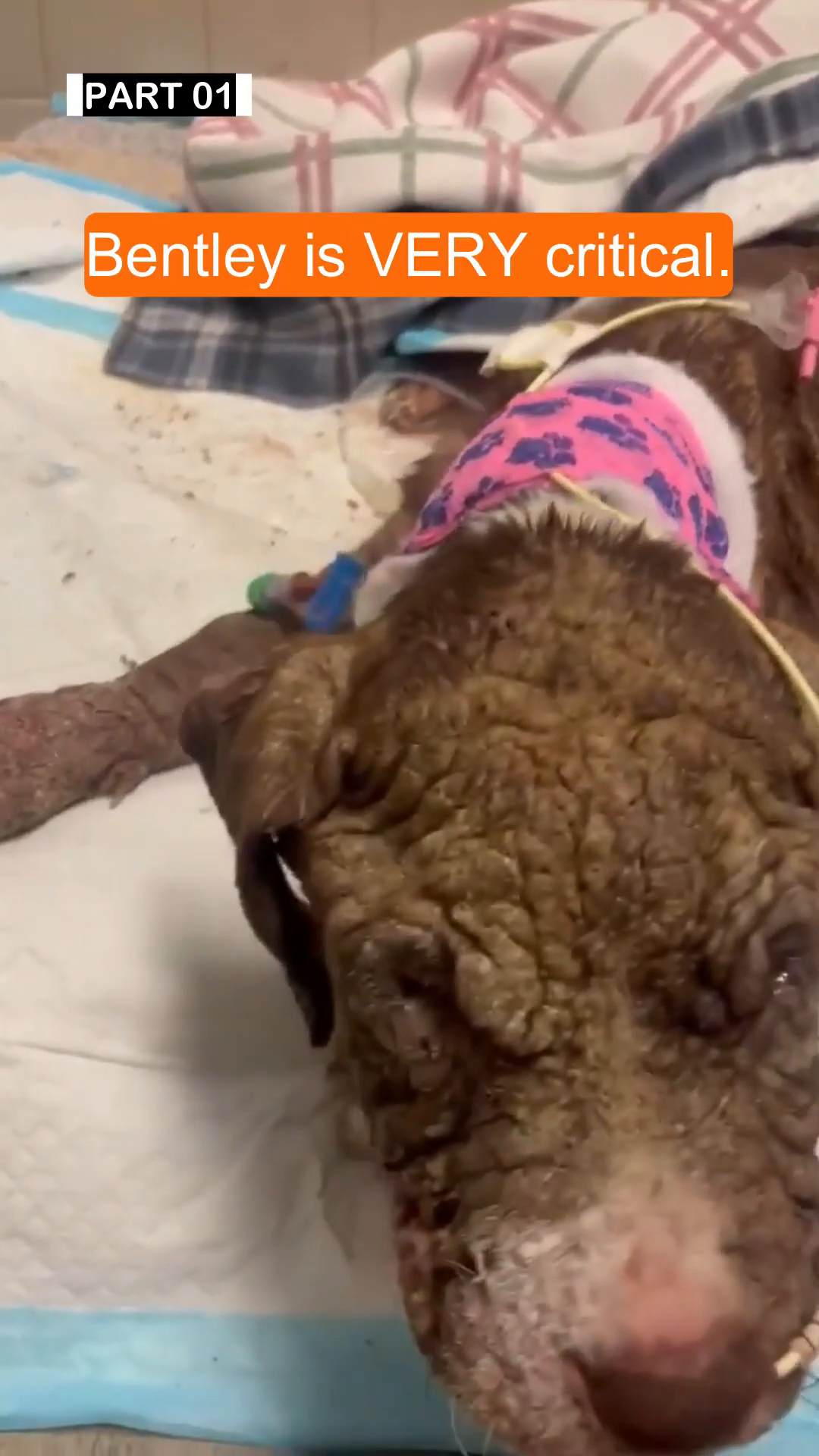 A puppy with severe skin issues, appearing hairless and crusty.