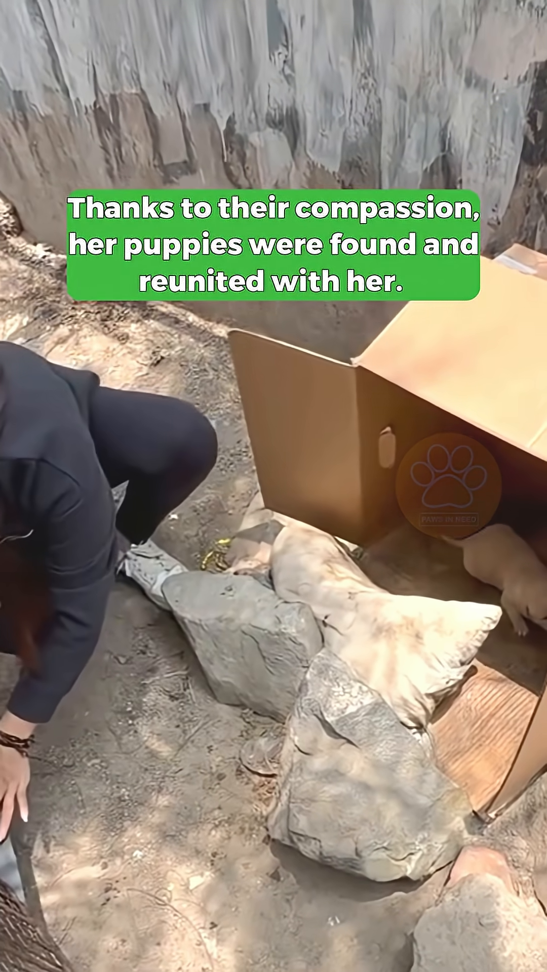 A group of people working together to create a shelter for the dogs.