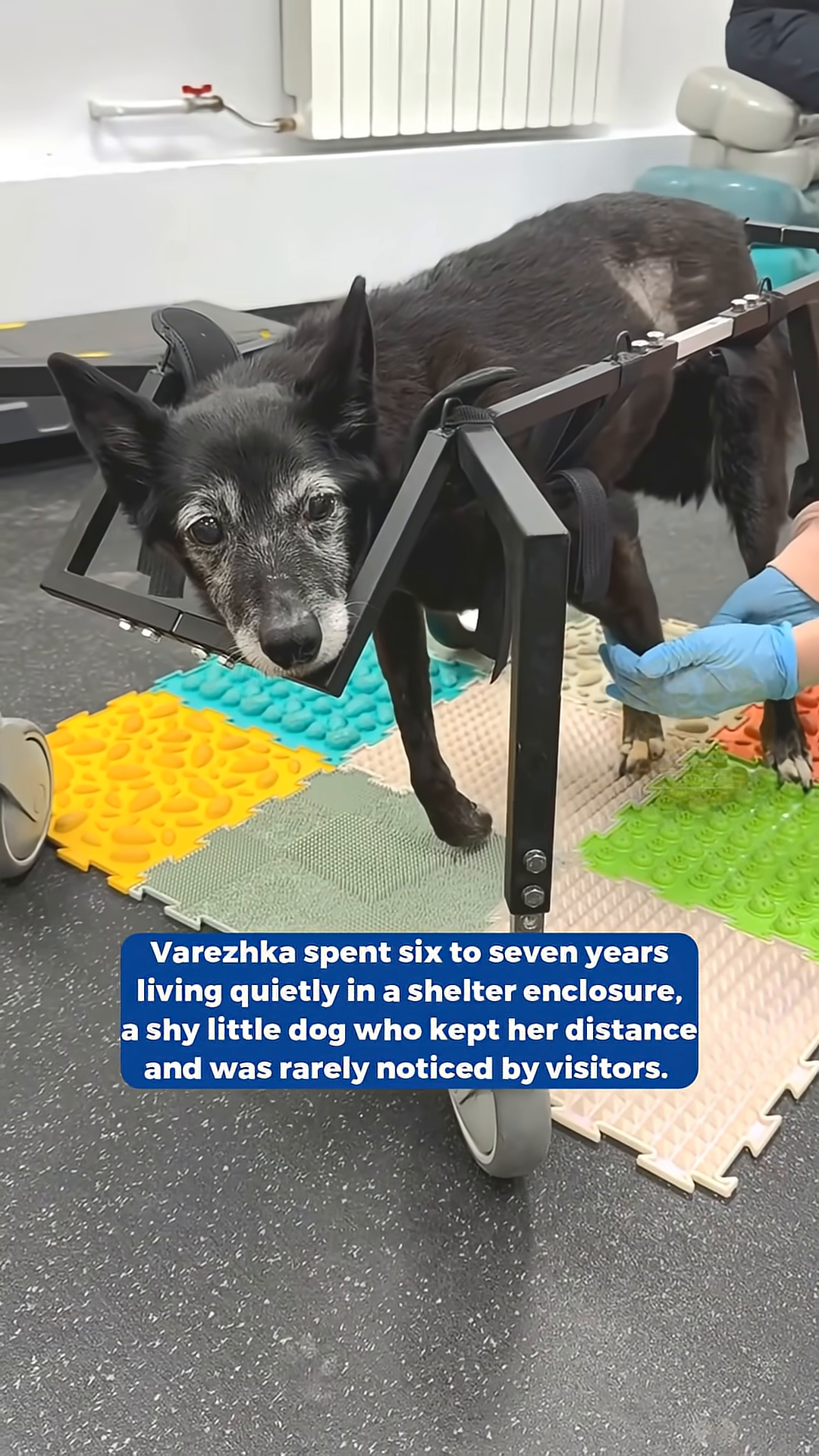 A black dog with a blue flotation collar looks towards a person's outstretched hand in a pool, its eyes bright.