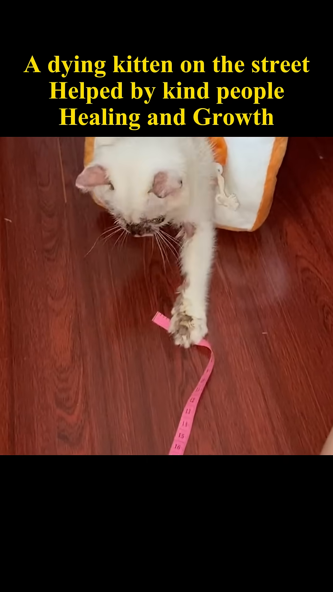 A white kitten wearing a bread-shaped collar rests comfortably.
