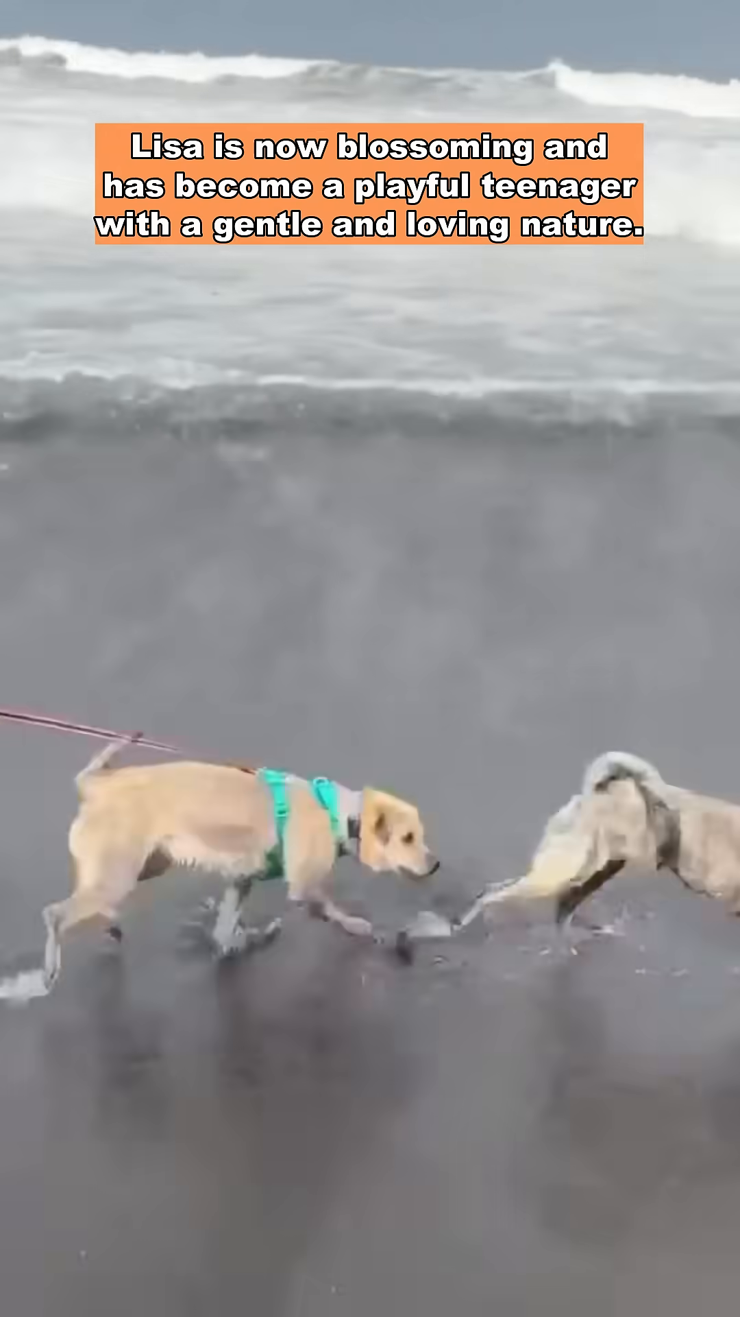 Lisa, looking healthy and happy, playing on a beach with another dog.