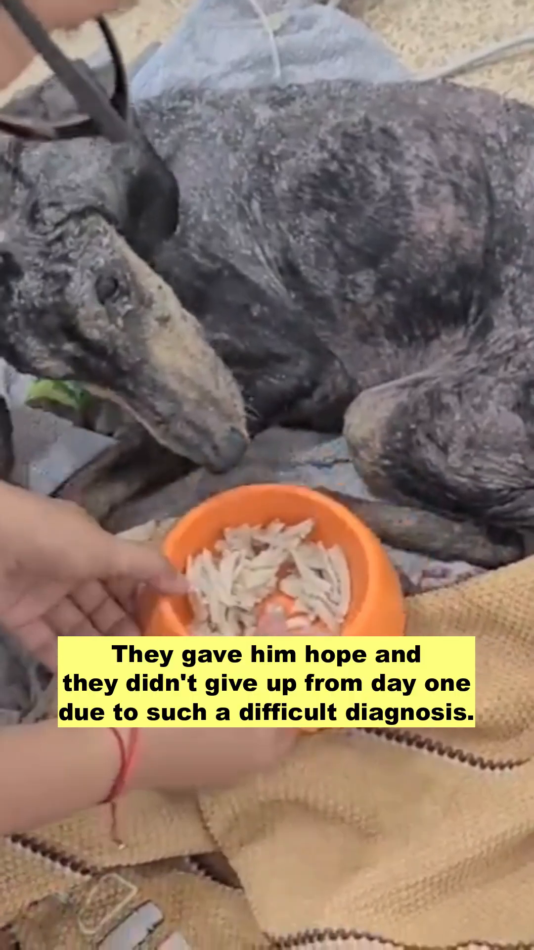 A person is carefully feeding Dari small pieces of food from their hand, as he struggles to eat.