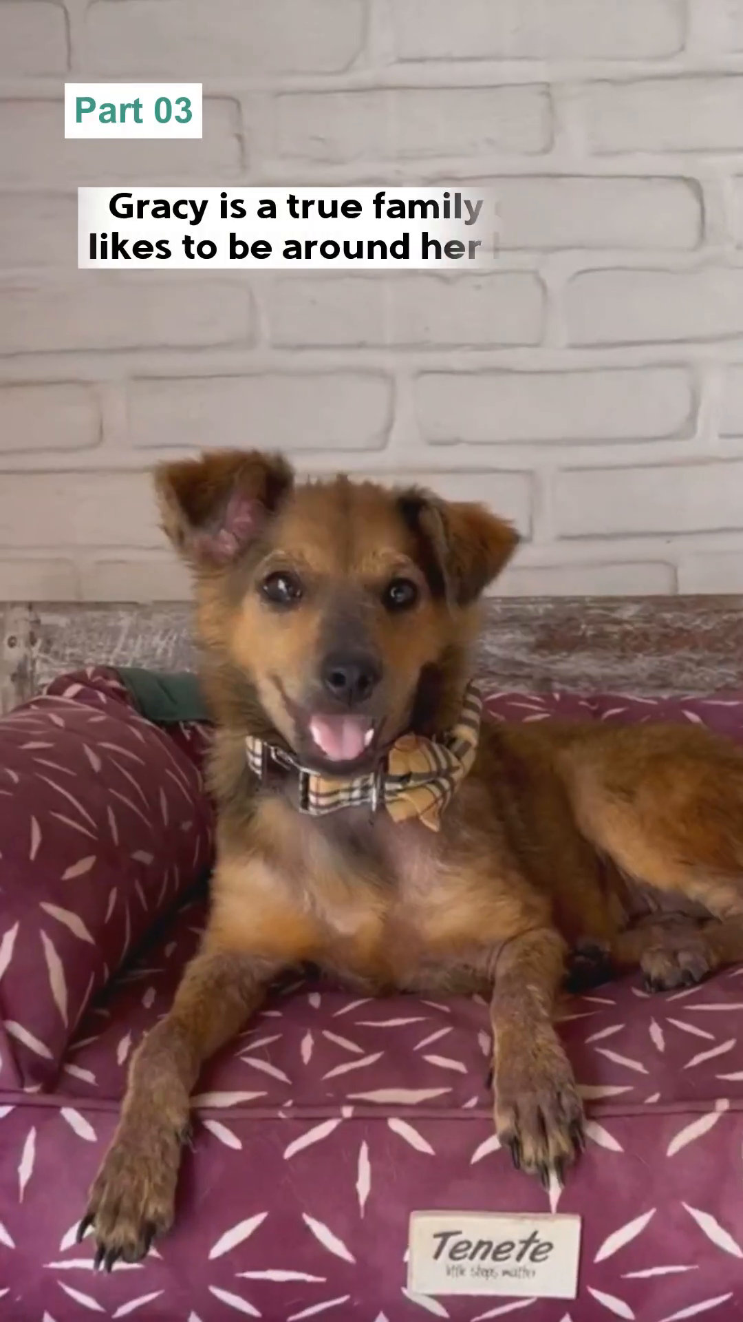 A happy, healthy dog with a bowtie sits on a patterned bed, looking at the camera.