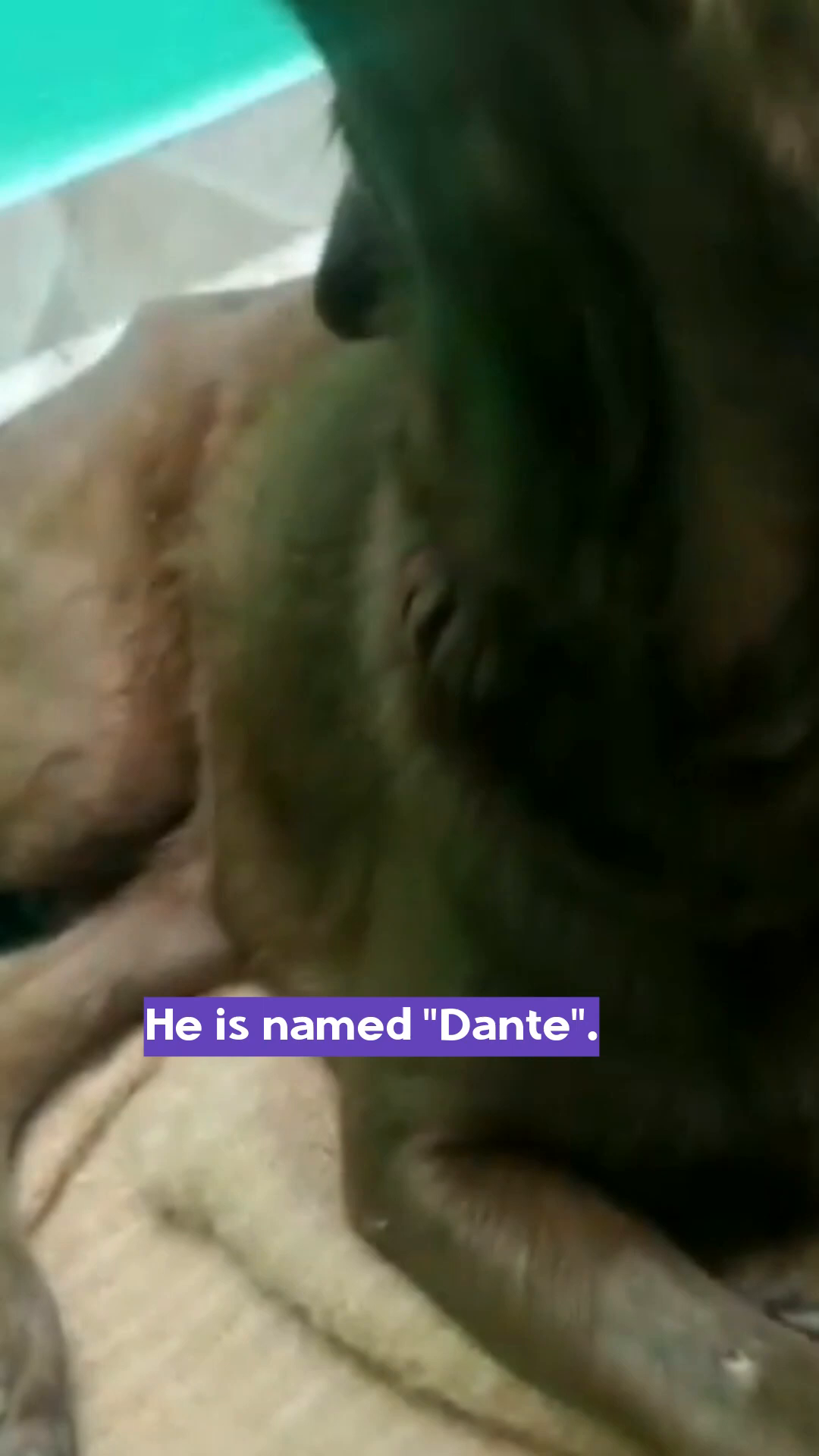 A close-up of Dante's face, showing his gentle eyes and resilient spirit.
