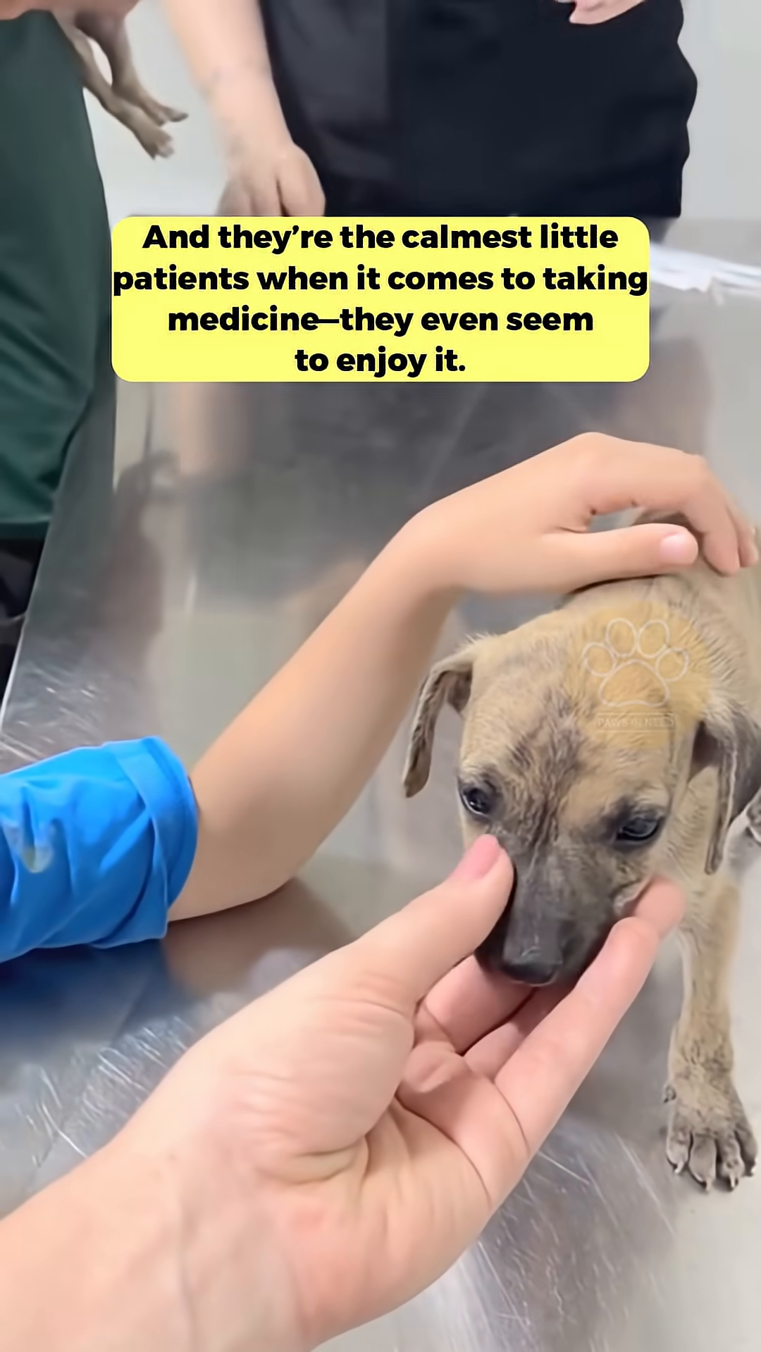 A mother dog is looking at a person's outstretched hand, which is offering her food.