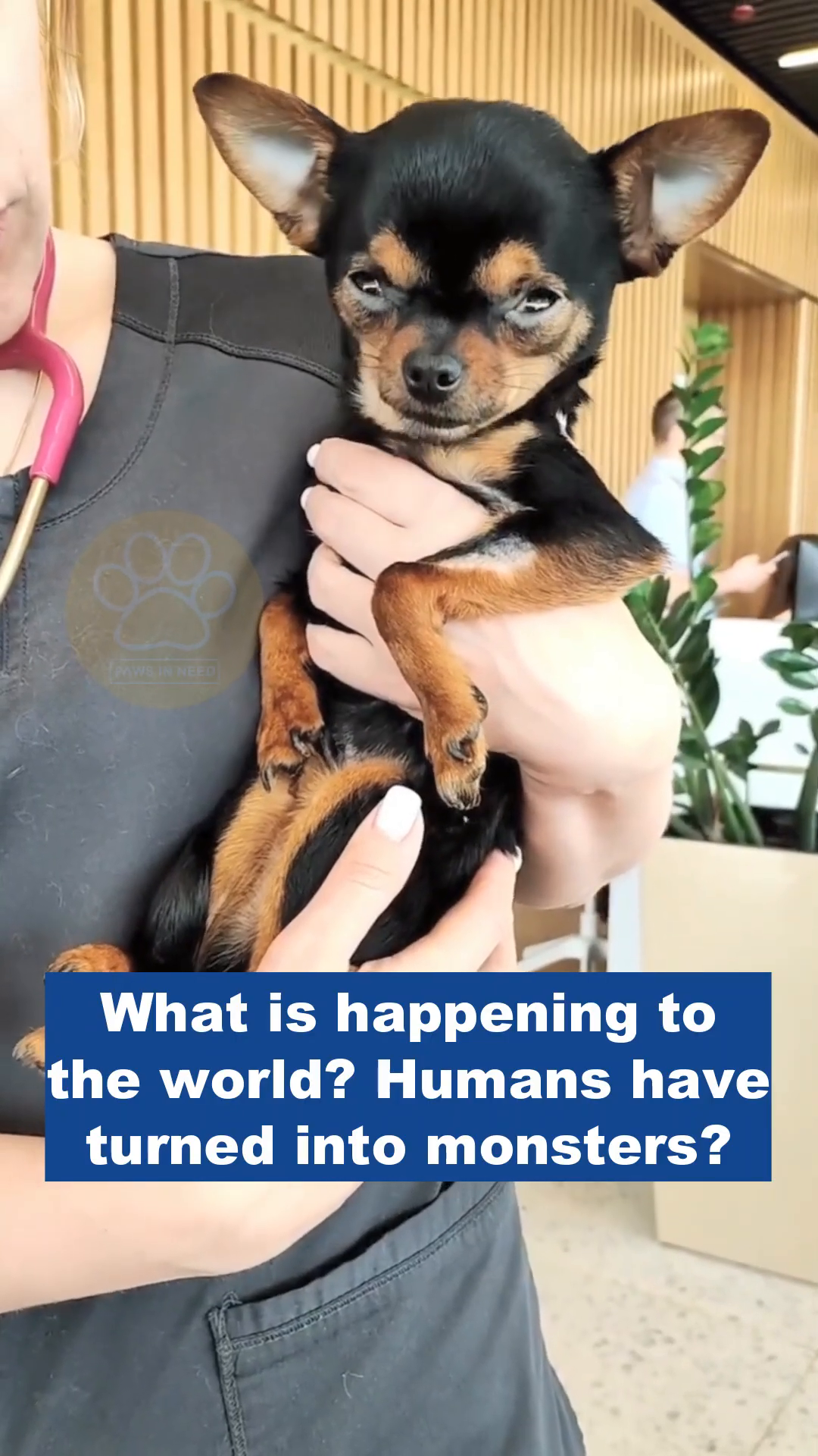 A person holds a small black and tan chihuahua close, the dog looking weary with its eyes partially closed.