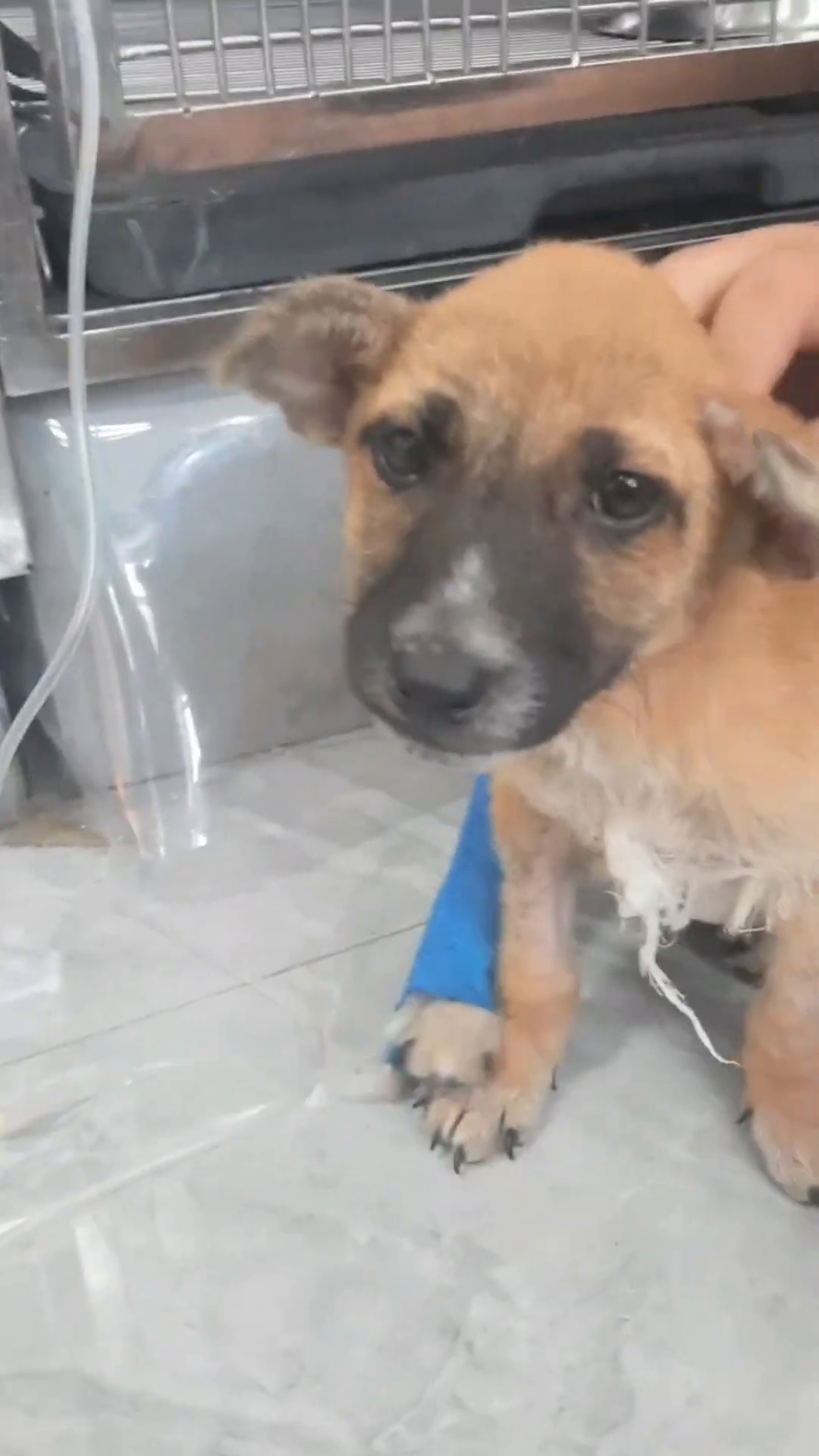 A puppy with a blue bandage on its leg sits on the floor, looking alert.