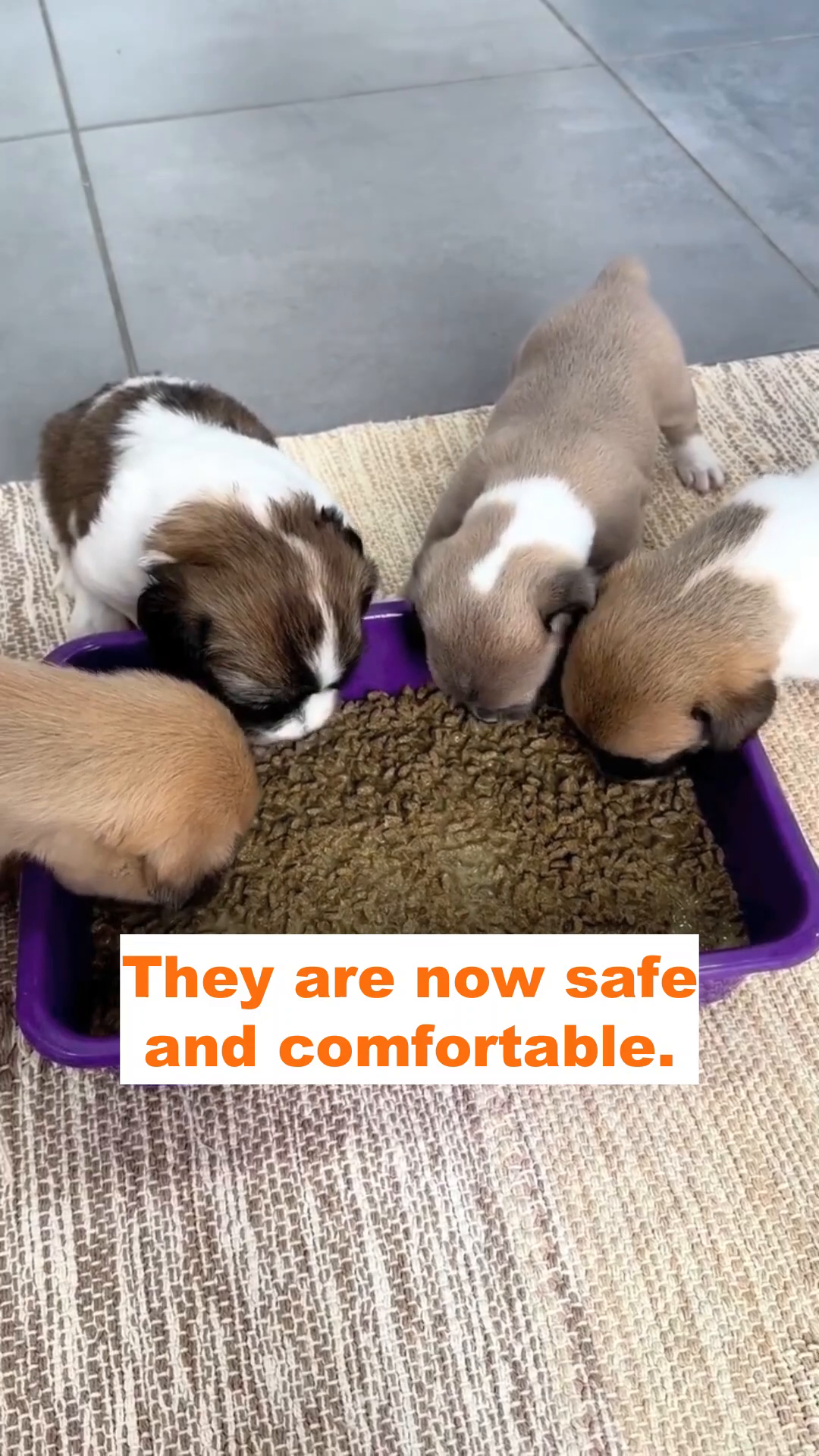 Several puppies eagerly eat from a communal food bowl, showing their growing strength.