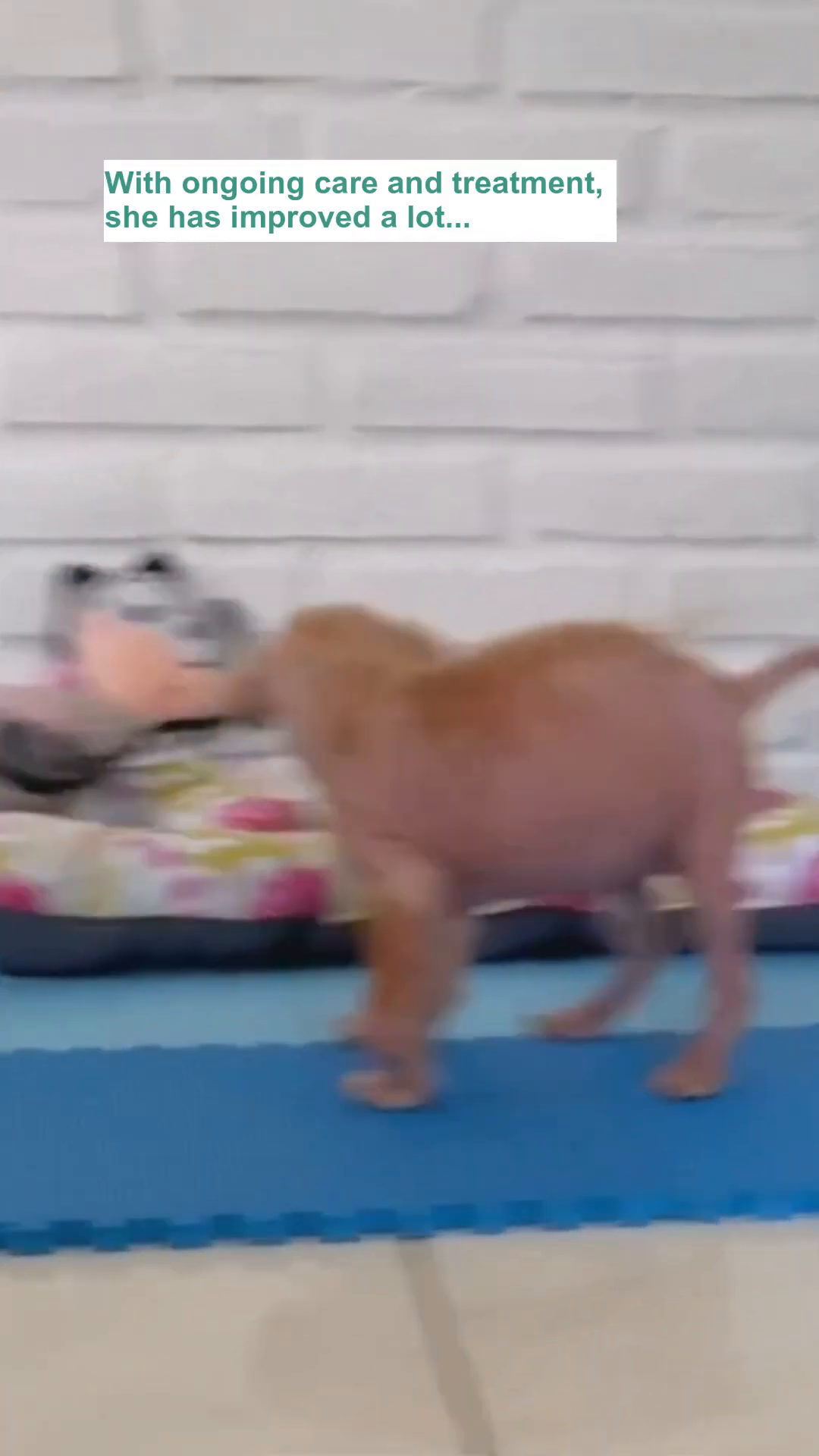Ayla, looking healthier, stands on a blue mat, her tail wagging slightly.