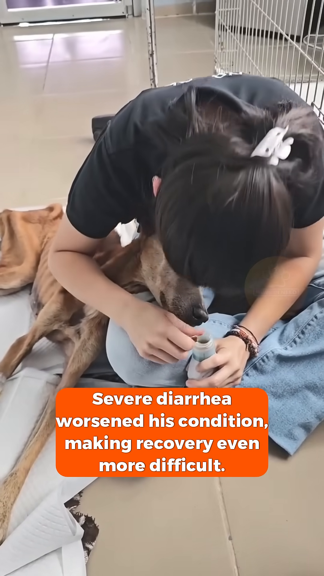 A dog stands weakly, supported by a person, showing signs of struggle.