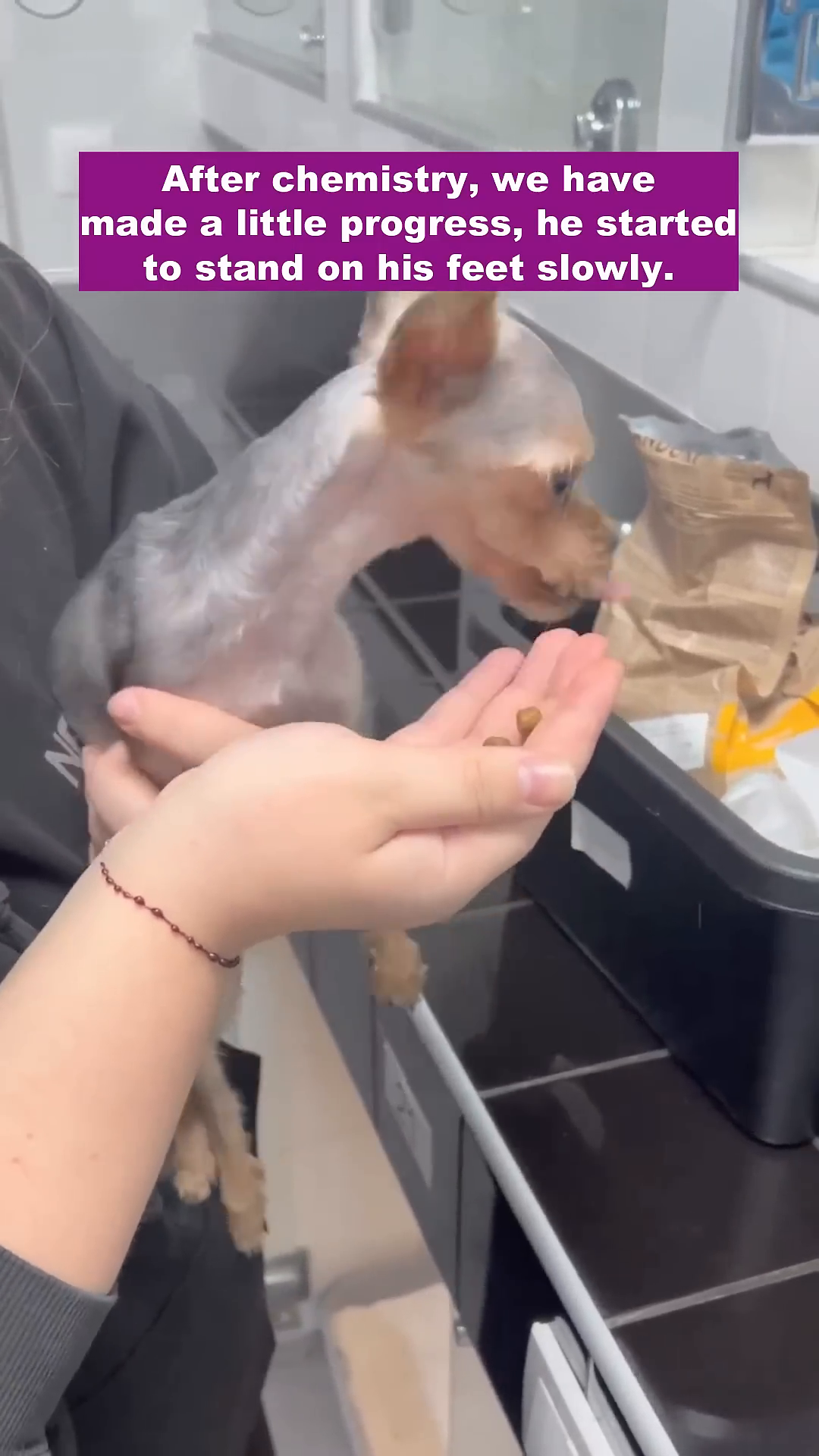 The dog is being held, attempting to stand on its paws with visible effort.