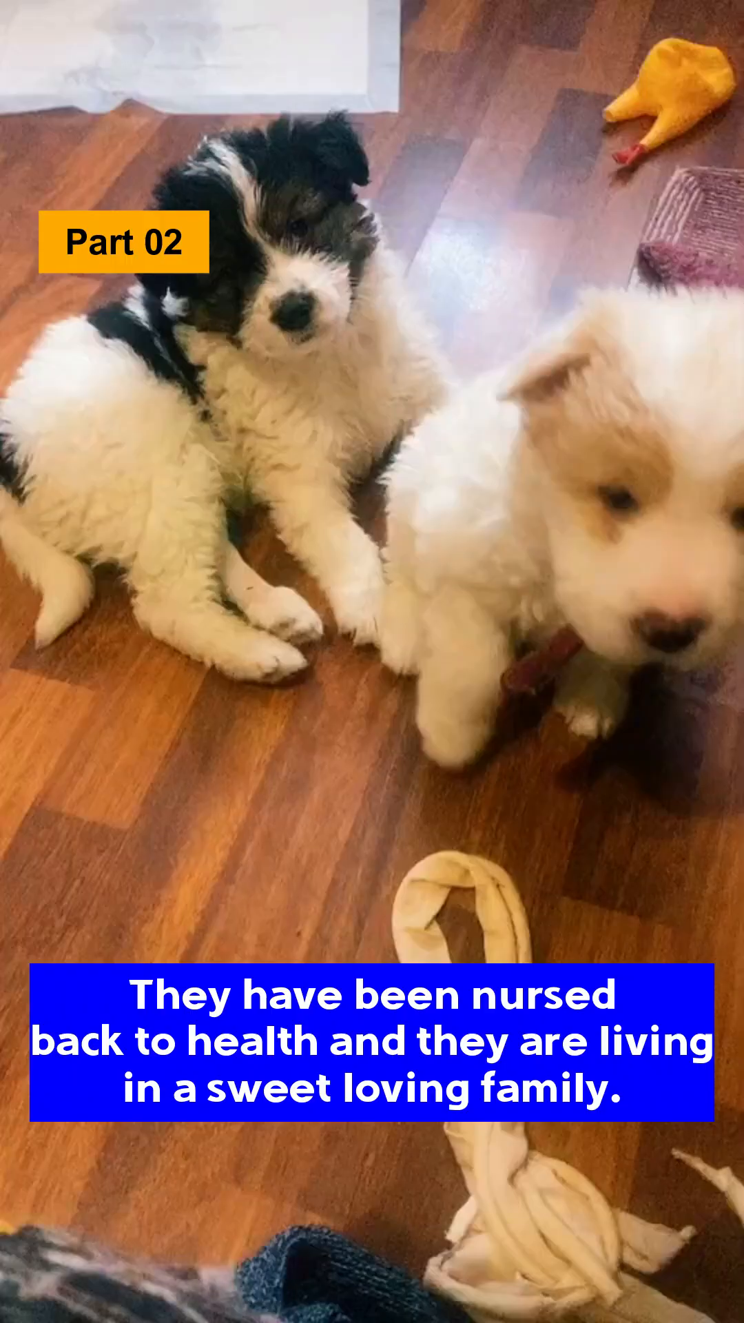 Two puppies playing together on a wooden floor, looking healthy and happy, with a hint of a cozy home environment.