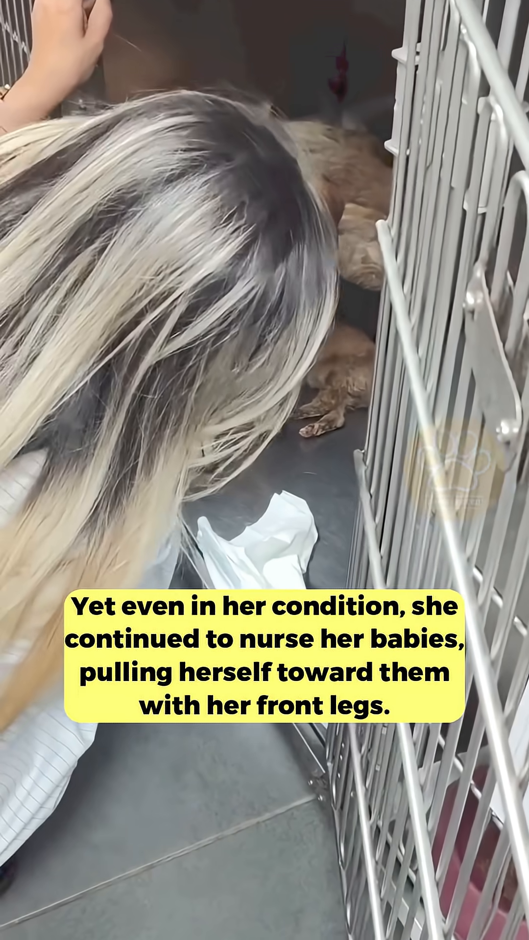 Rescuers gently cradle newborn puppies, one black and two light brown, as they are brought to safety.