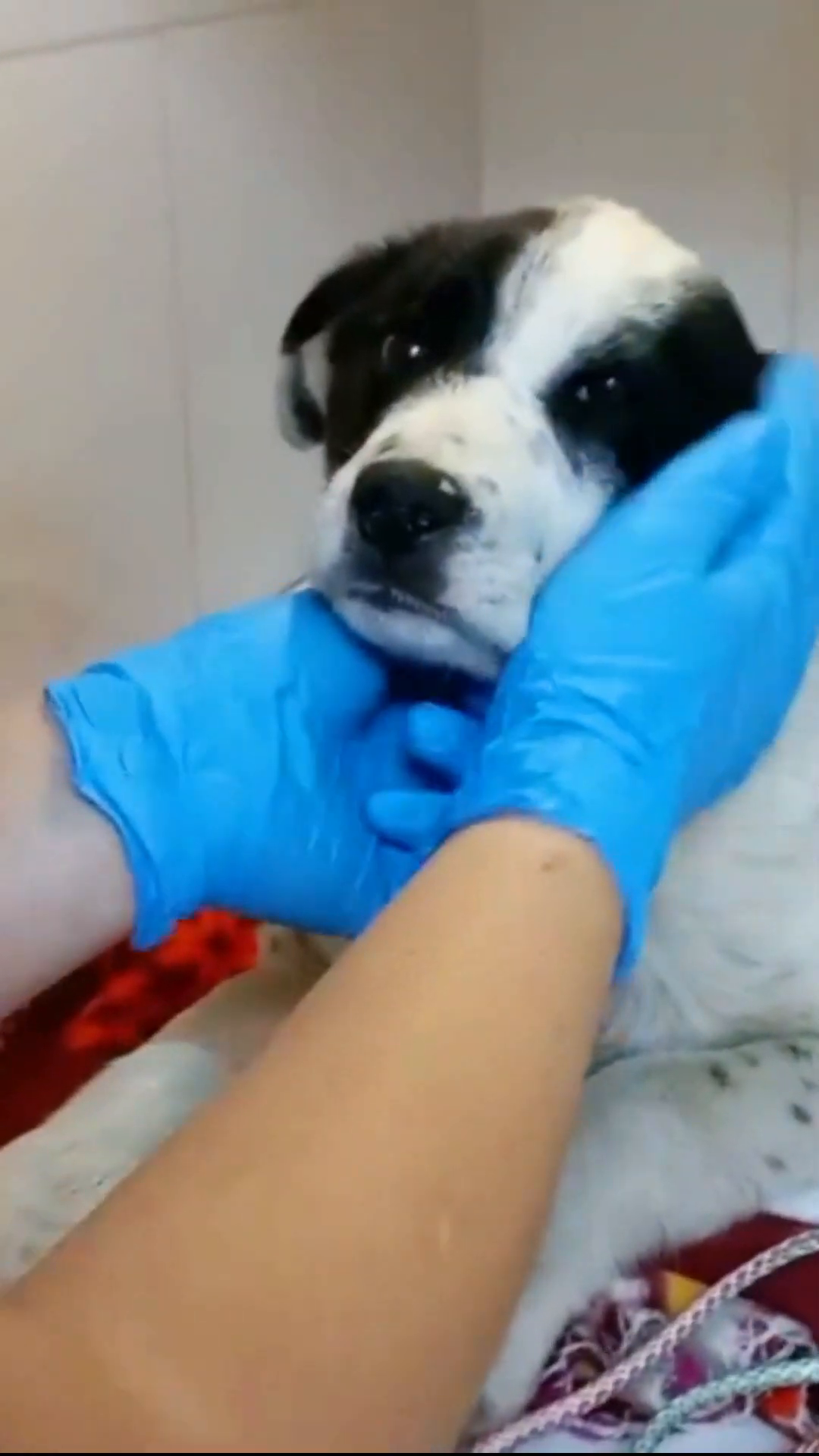 The puppy lying on a table, recovering after surgery, with medical equipment nearby.