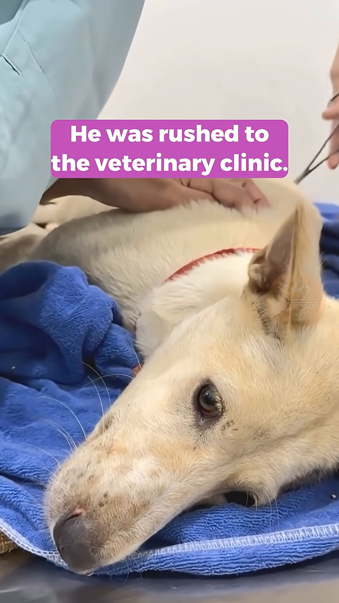 A veterinarian administering an injection to a dog lying on a table, with an IV drip bag visible.